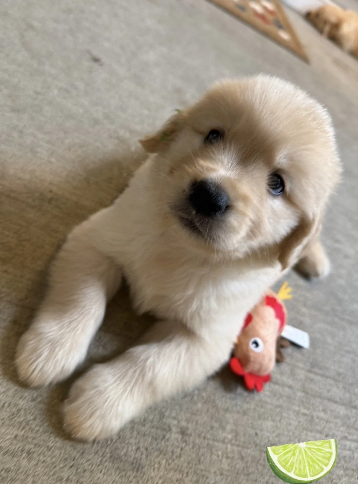 green 5 weeks.jpg
