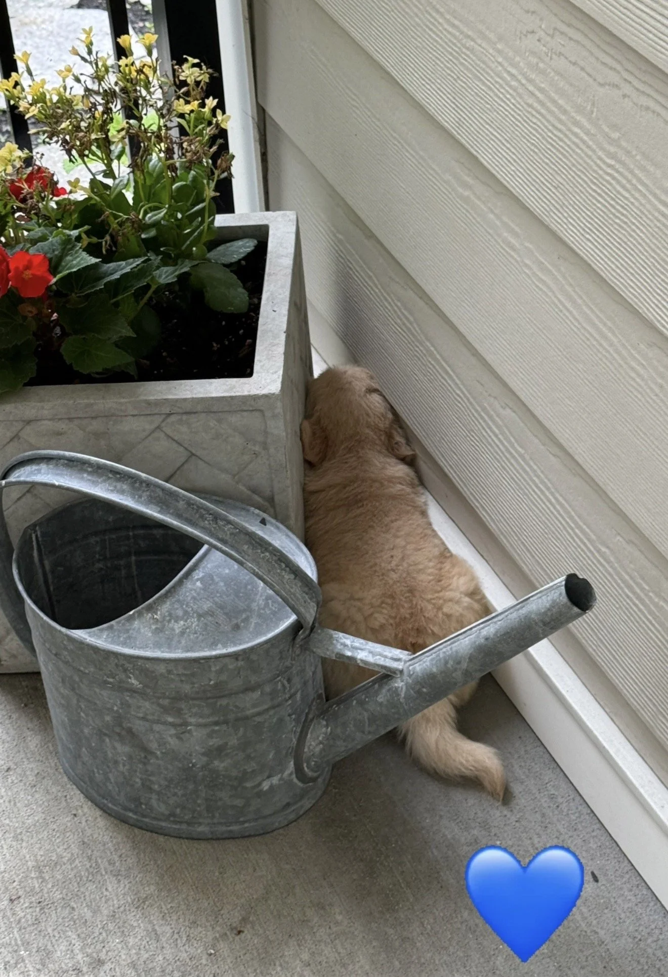 Blue 5 weeks.jpg