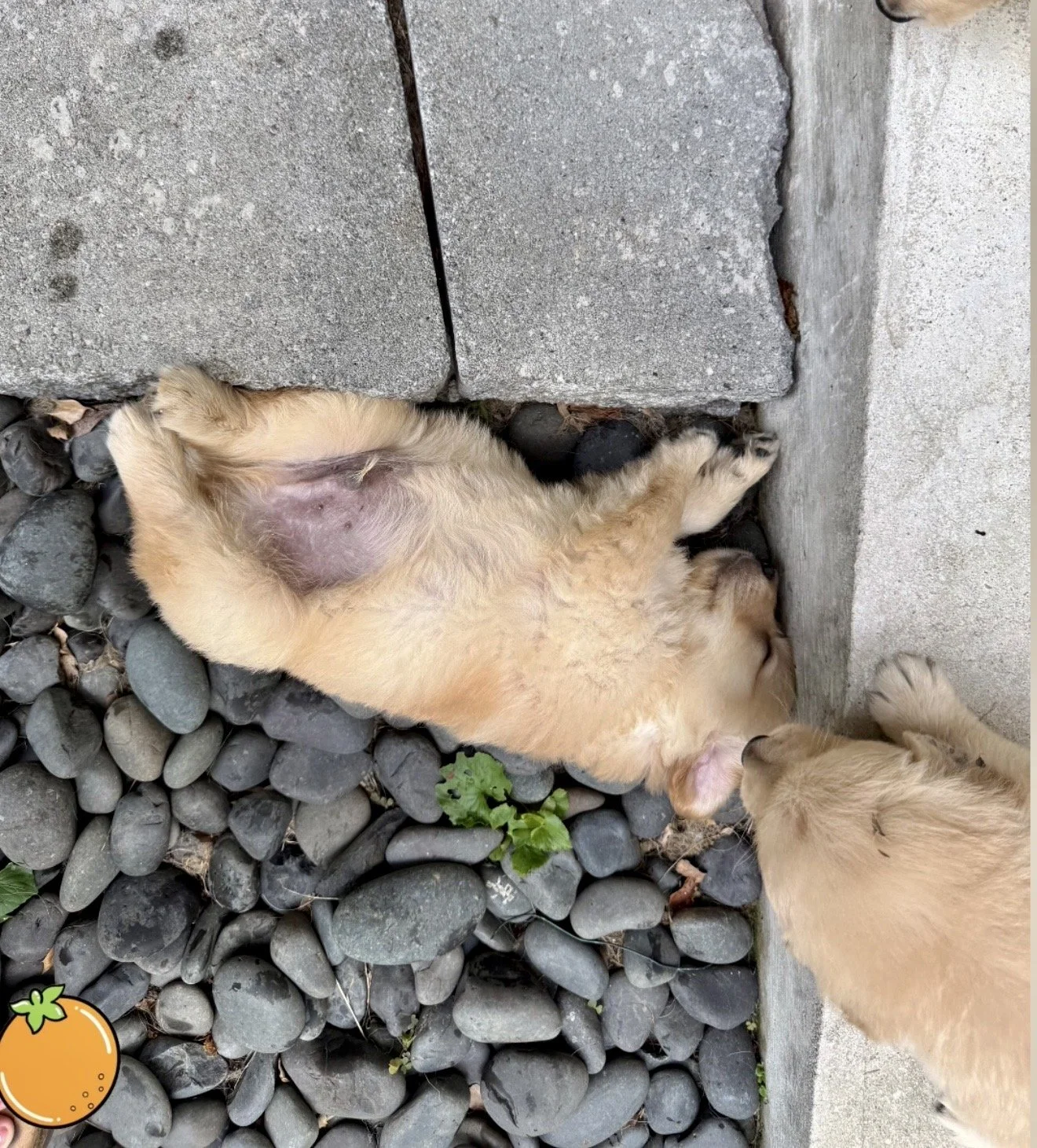 orange funny sleeping 5 weeks.jpg