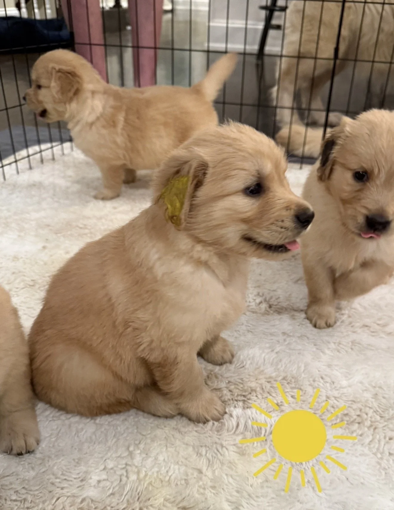 yellow 5 weeks playing.jpg
