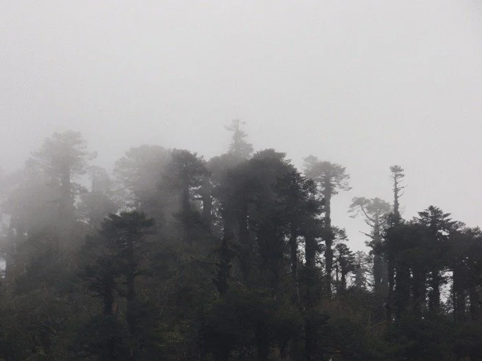 Contemplative photo by Gretchen Martens of a mist shrouded forest in Bhutan, speaking to her becoming, reinvention, uncertainty