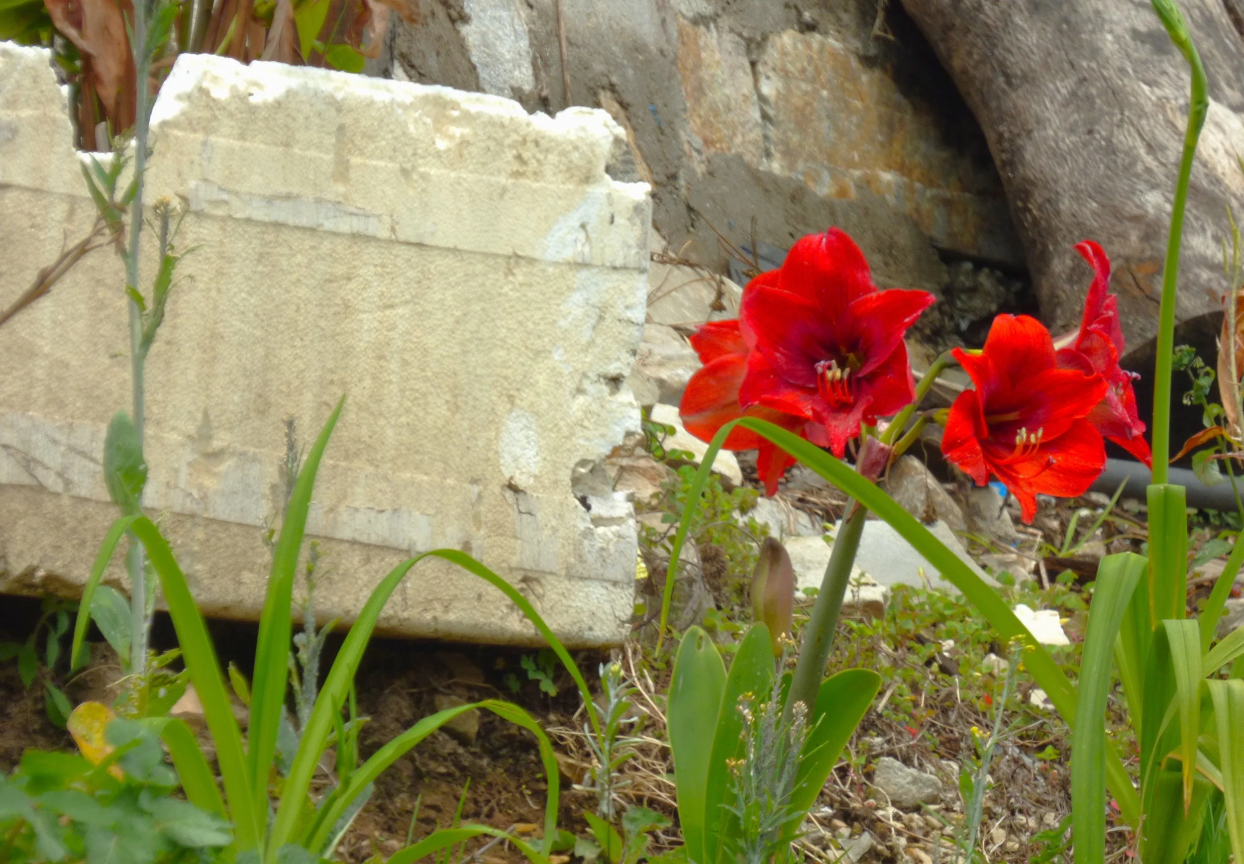 Contemplative photo by Gretchen Martens of daylilies and an ancient architectural element in Bhutan, speaking to her rootedness in ancient traditions and the natural world as mechanisms to explore identity, gendered expectations, and becoming