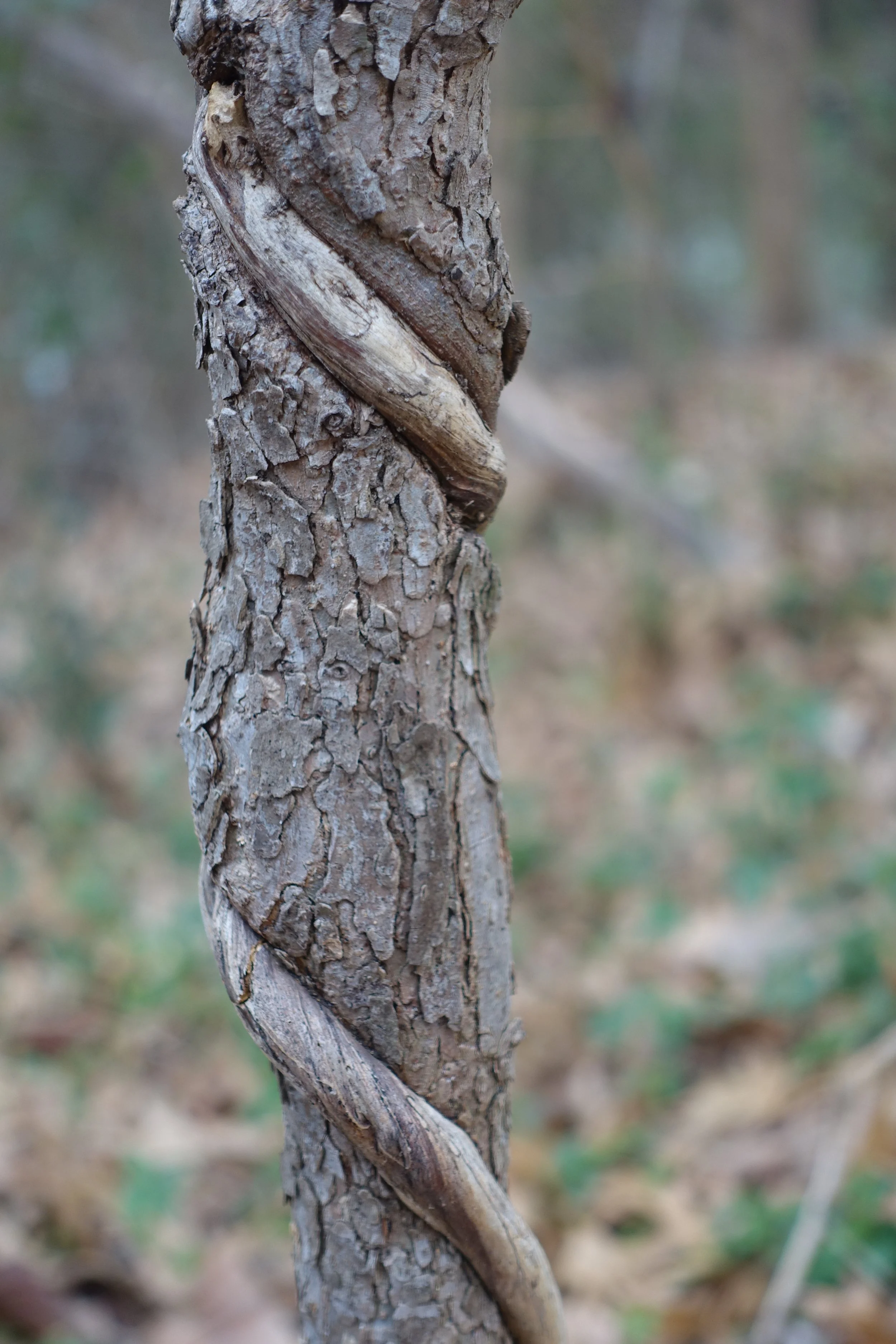 Photo by Gretchen Martens of a vine that has grown embedded into a sapling representing integration