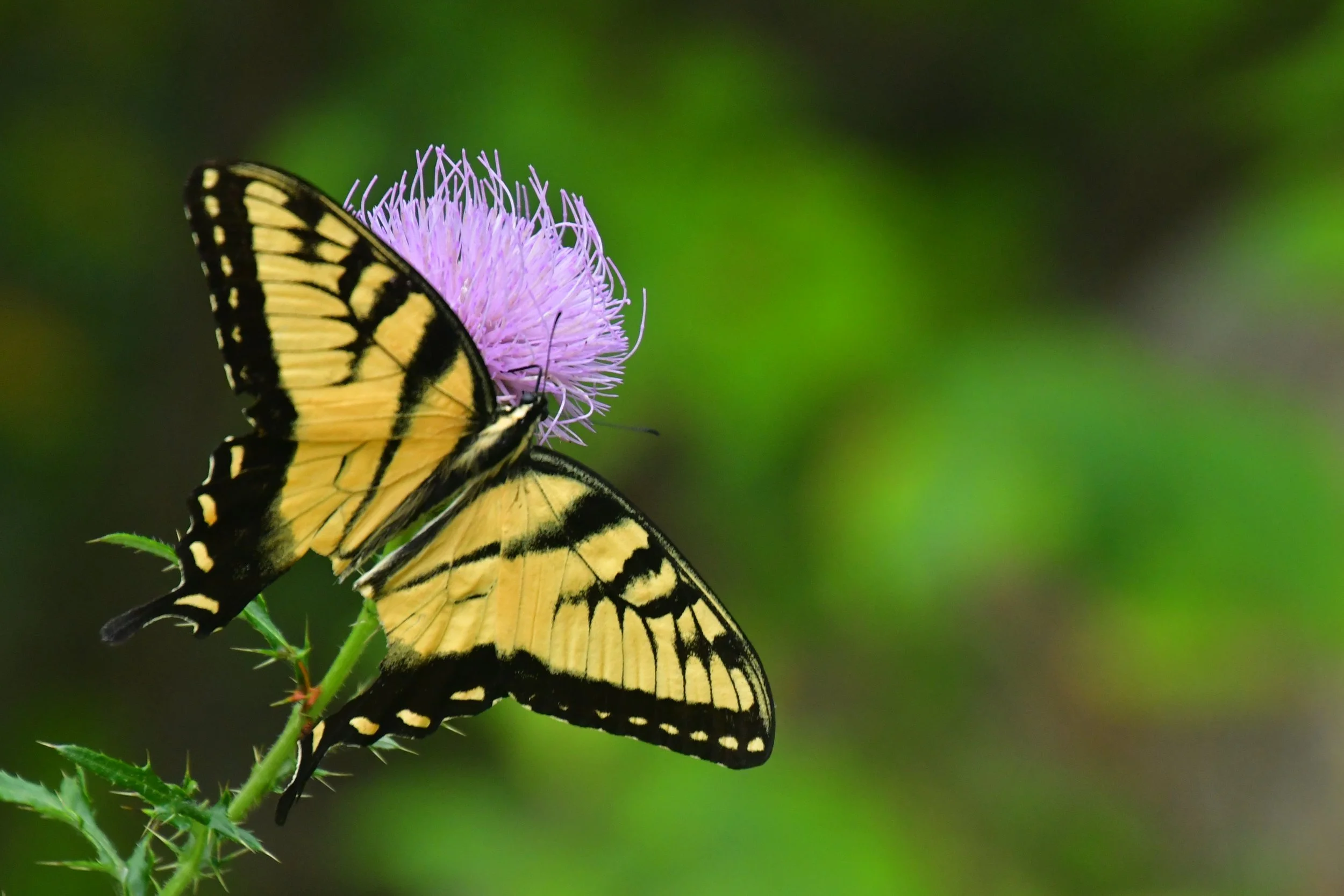 Gretchen Martens. Photo of a butterfly on a thistle