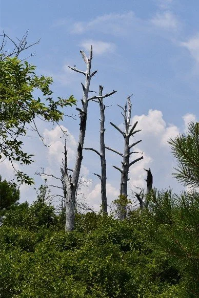 Contemplative photo by Gretchen Martens of a forest after a forest fire, speaking to her credentials as an author, teacher, soul doula, writer, publisher, holistic healer, shaman, focused on becoming, reinvention