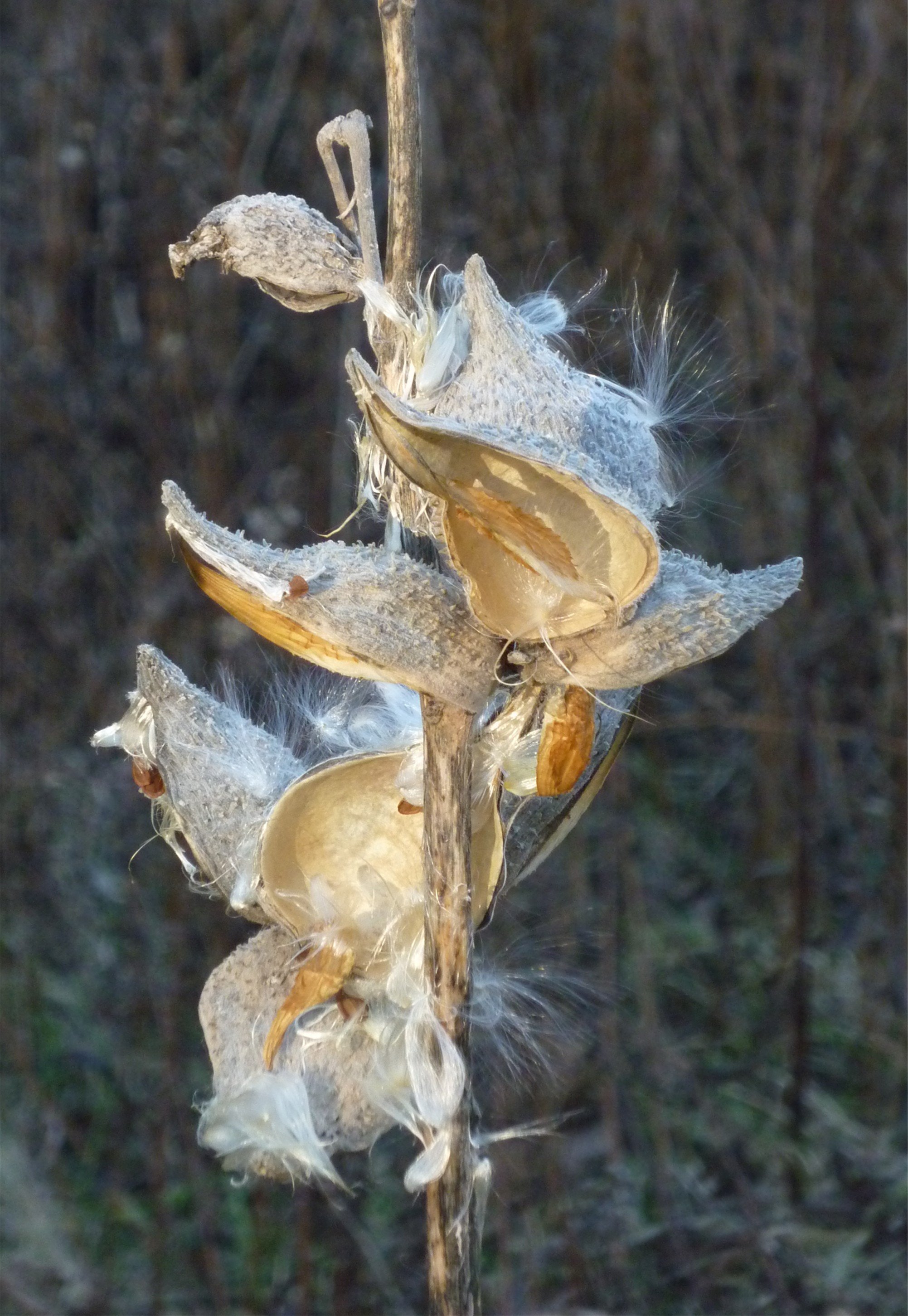 Photo of a  milk weed pod, a contemplative photograph by Gretchen Martens, feature image on the cover of The Art of the Personal Retreat
