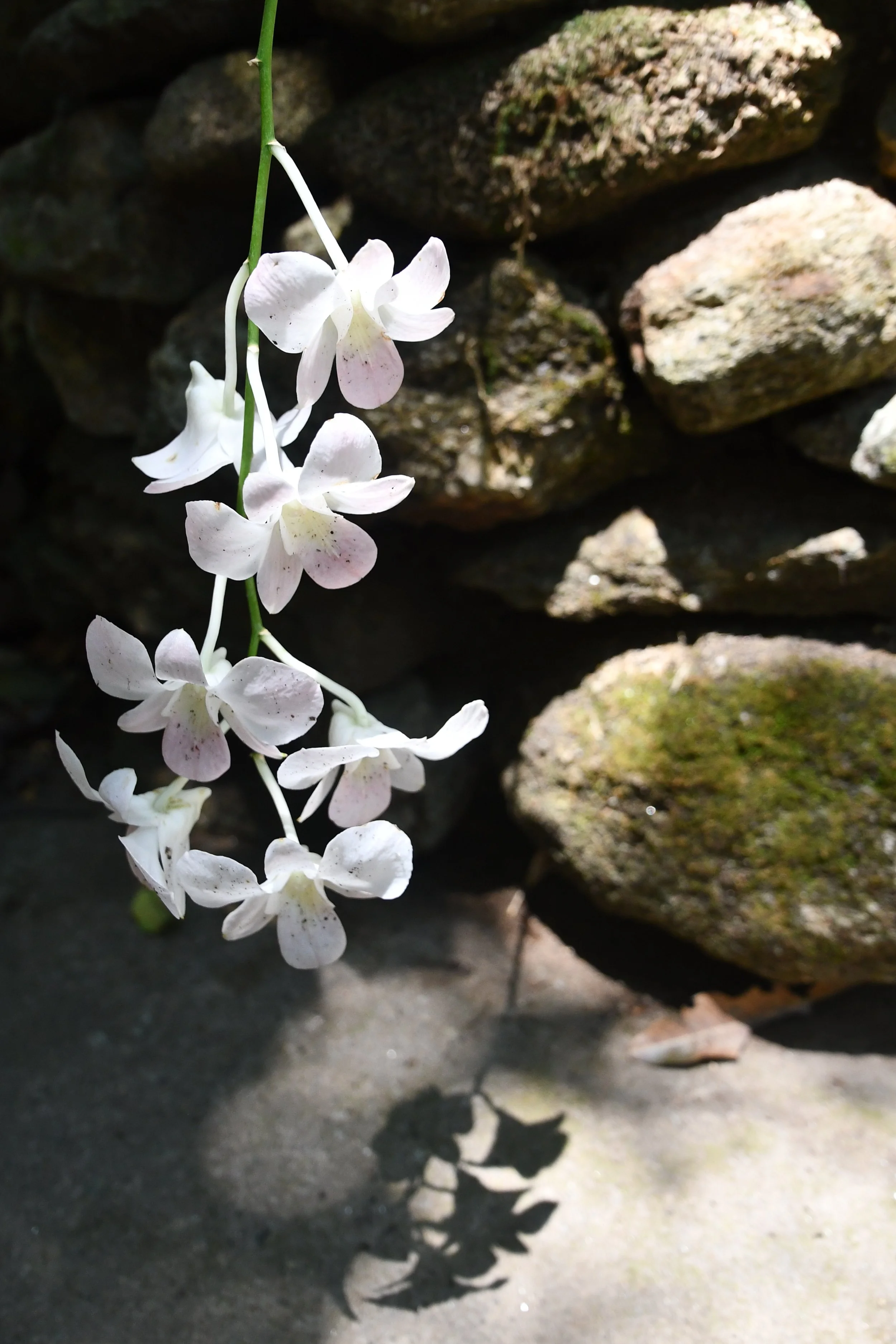 Contemplative photo by Gretchen Martens of flowers in the Belize rainforest, evoking the importance of photography in her books