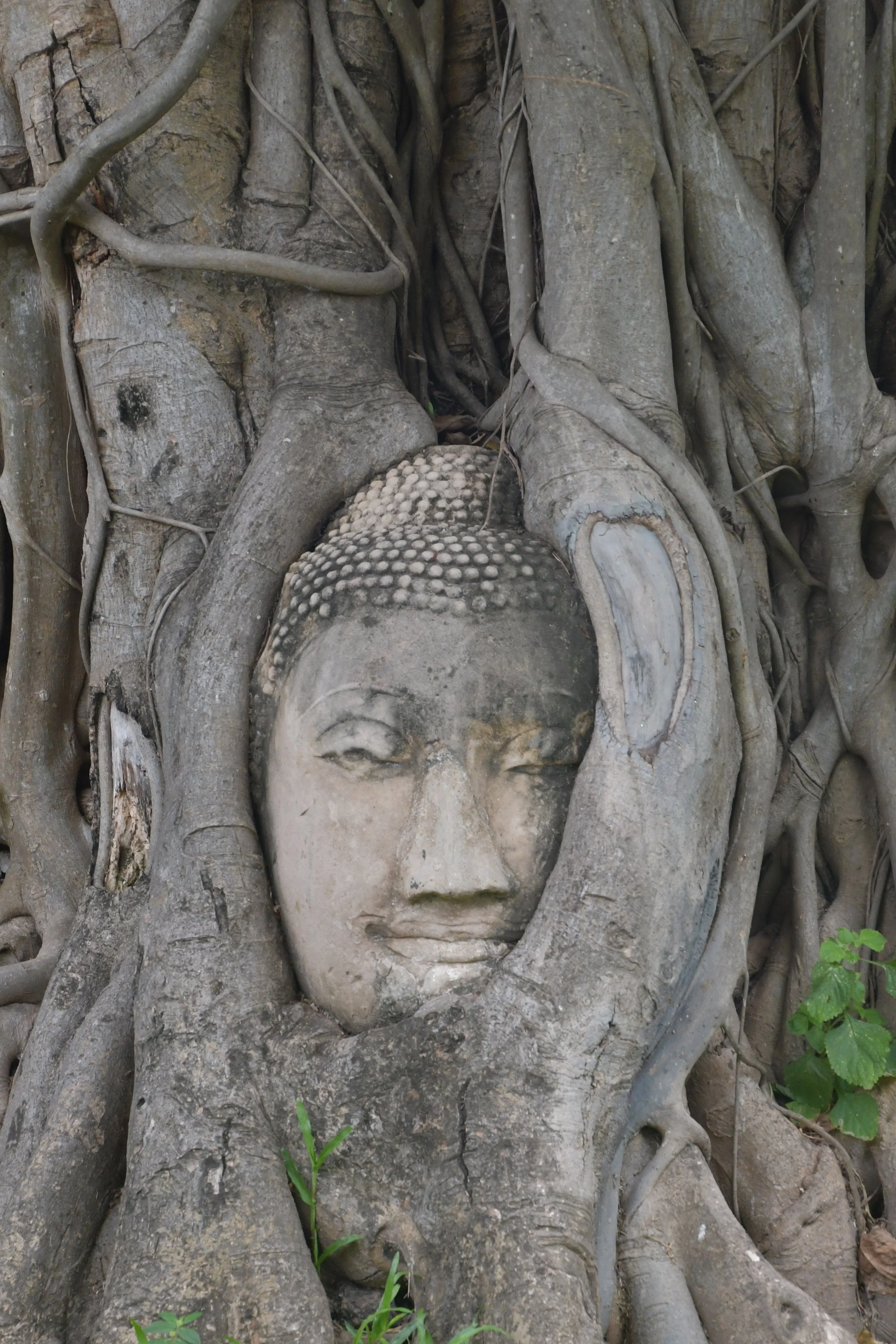 Photo by Gretchen Martens of the Buddha head grown into a tree at Wat Mahathat in Ayutthaya, Thailand, speaking to The Glass Cradle™ and how women are trapped in gendered expectations