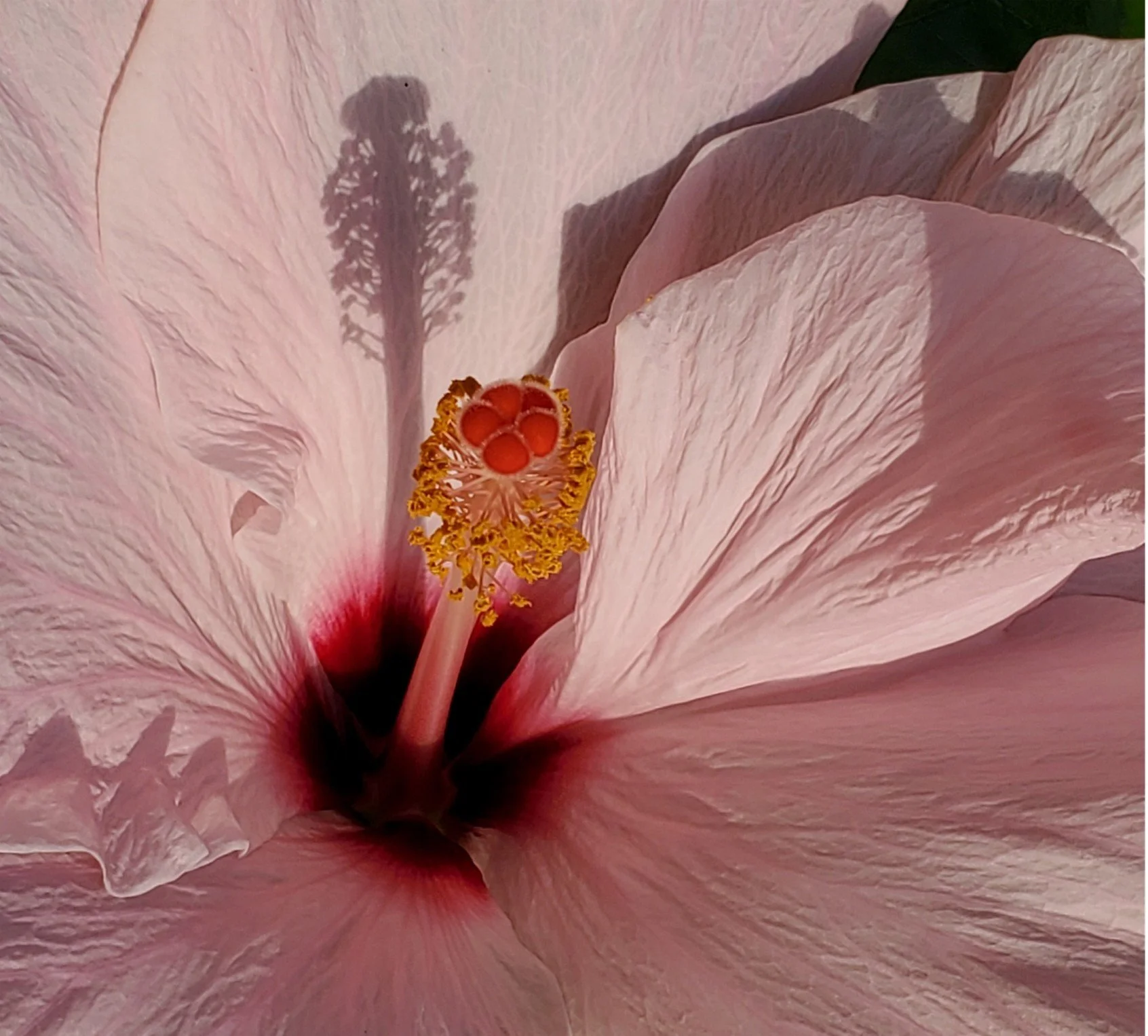 Photo by Gretchen Martens of hibiscus flower illustrating the concept of becoming