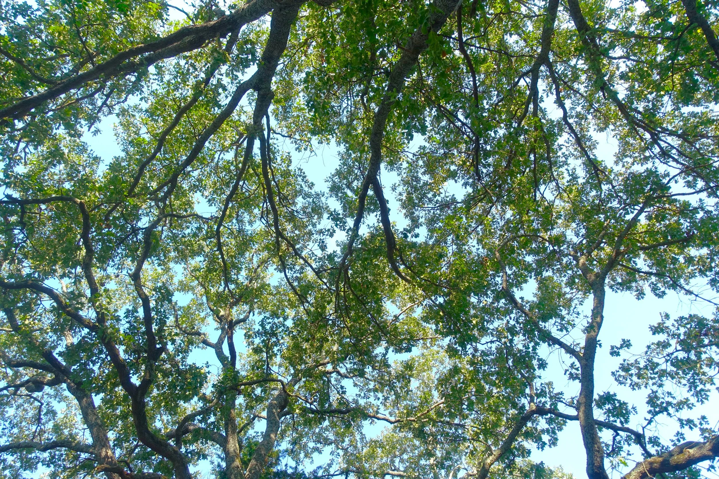 Photo of a tree canopy by Gretchen Martens, inviting women to join The Wild Canopy, a community for women exploring becoming in the natural world