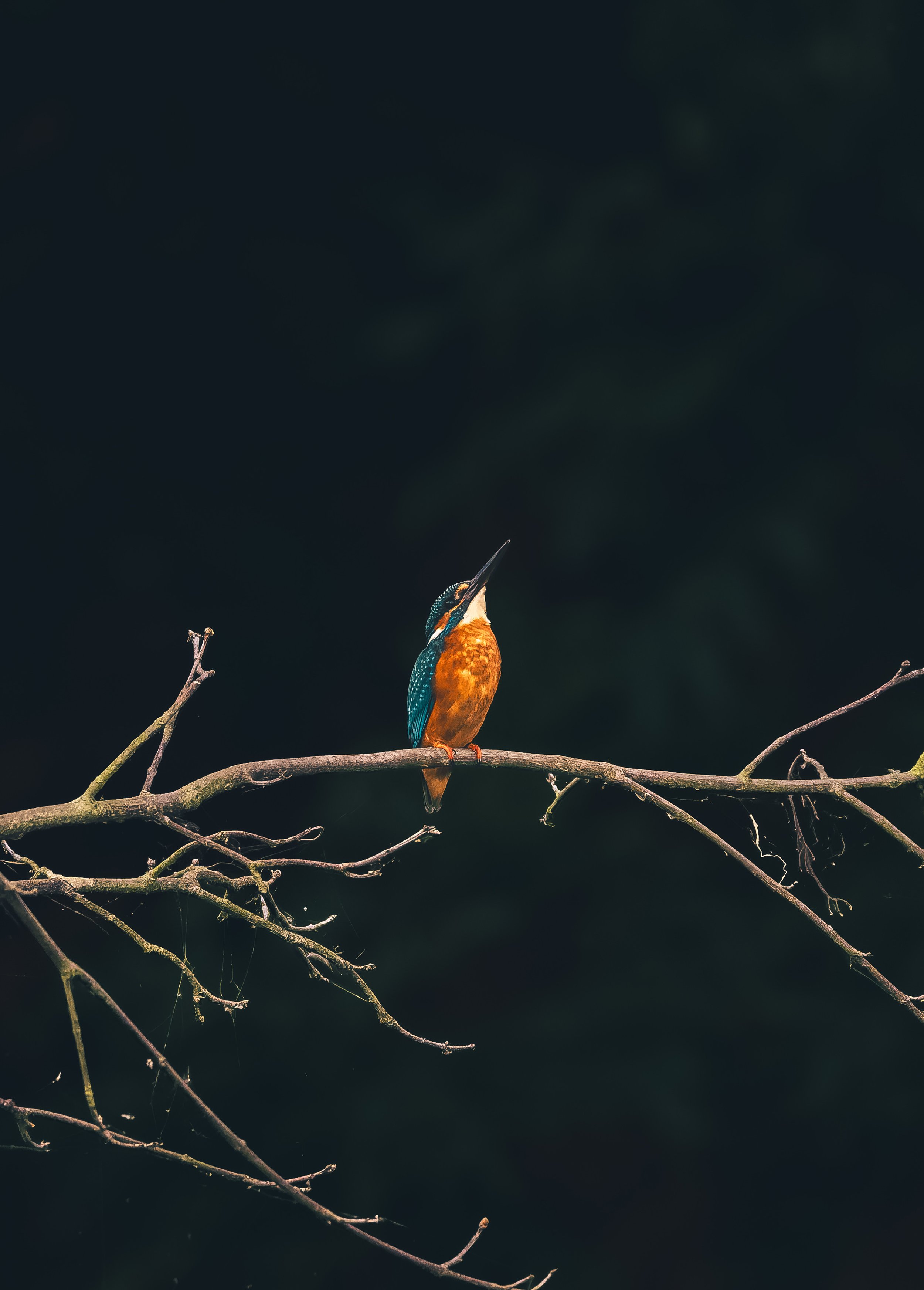 Eisvogel_Ahr01.jpg