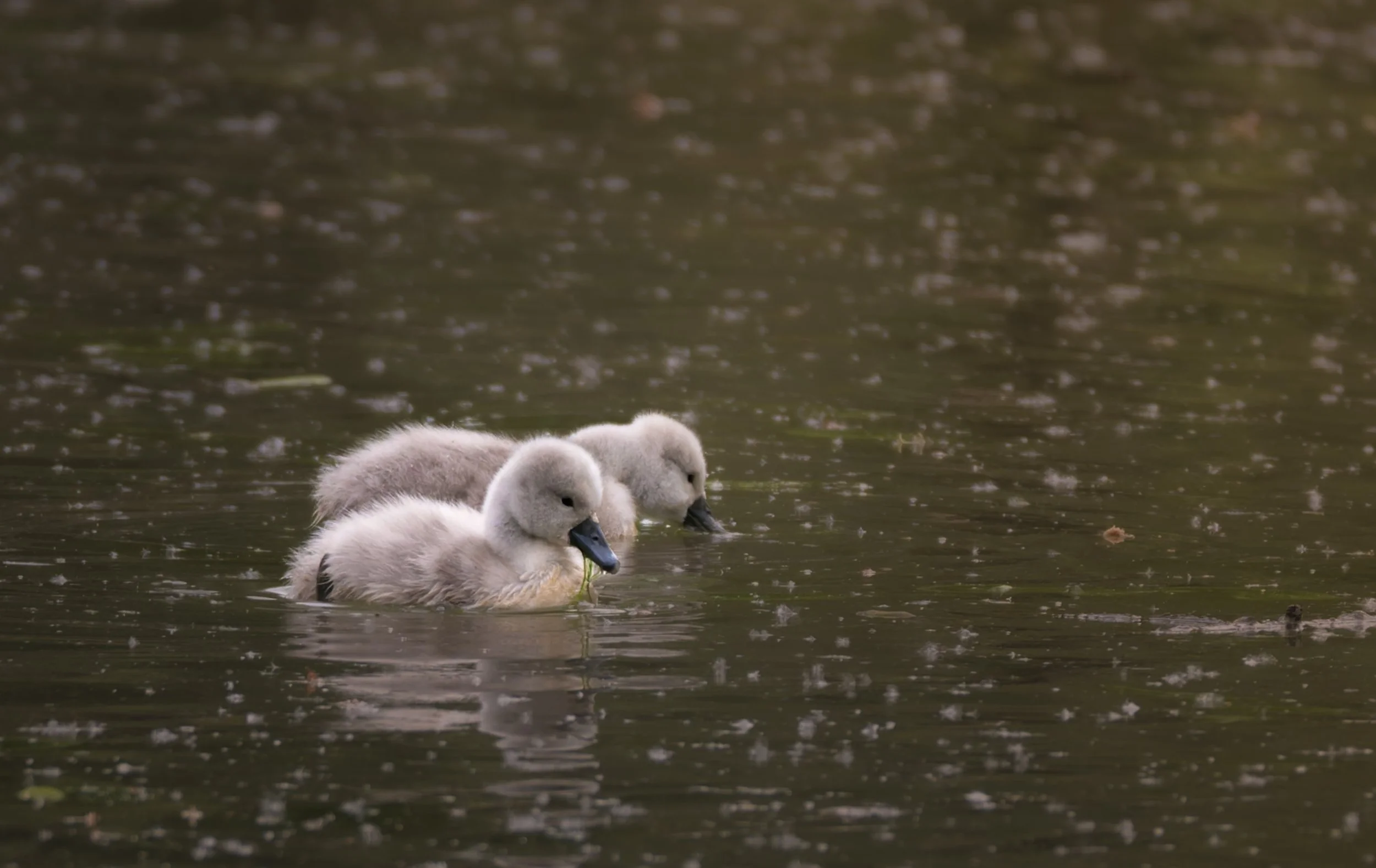 Schwan_Babys.jpg