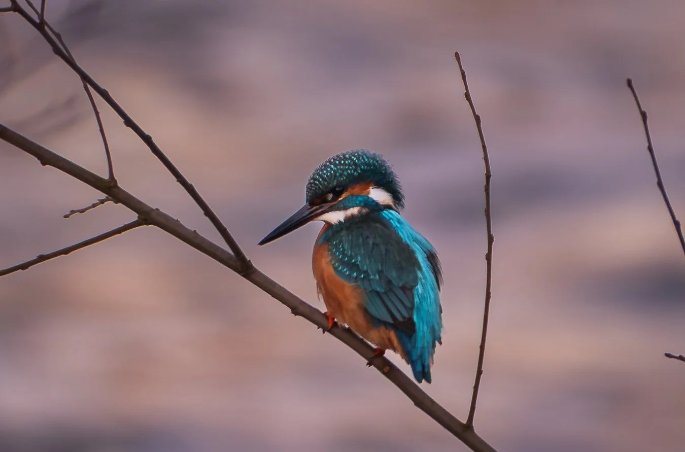 Eisvogel_Bad Neuenahr.jpg