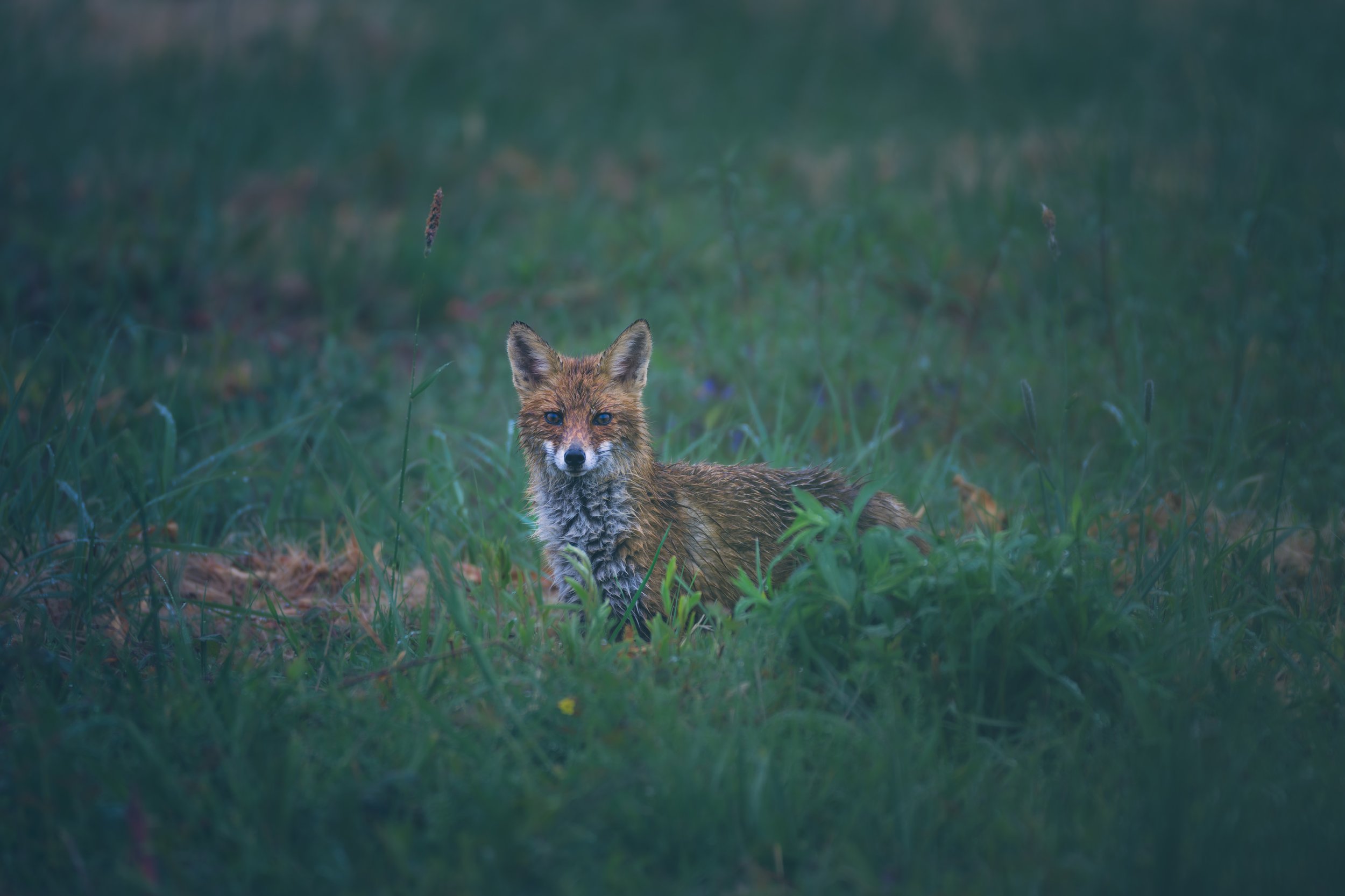 Fuchs_im_Regen-3.jpg