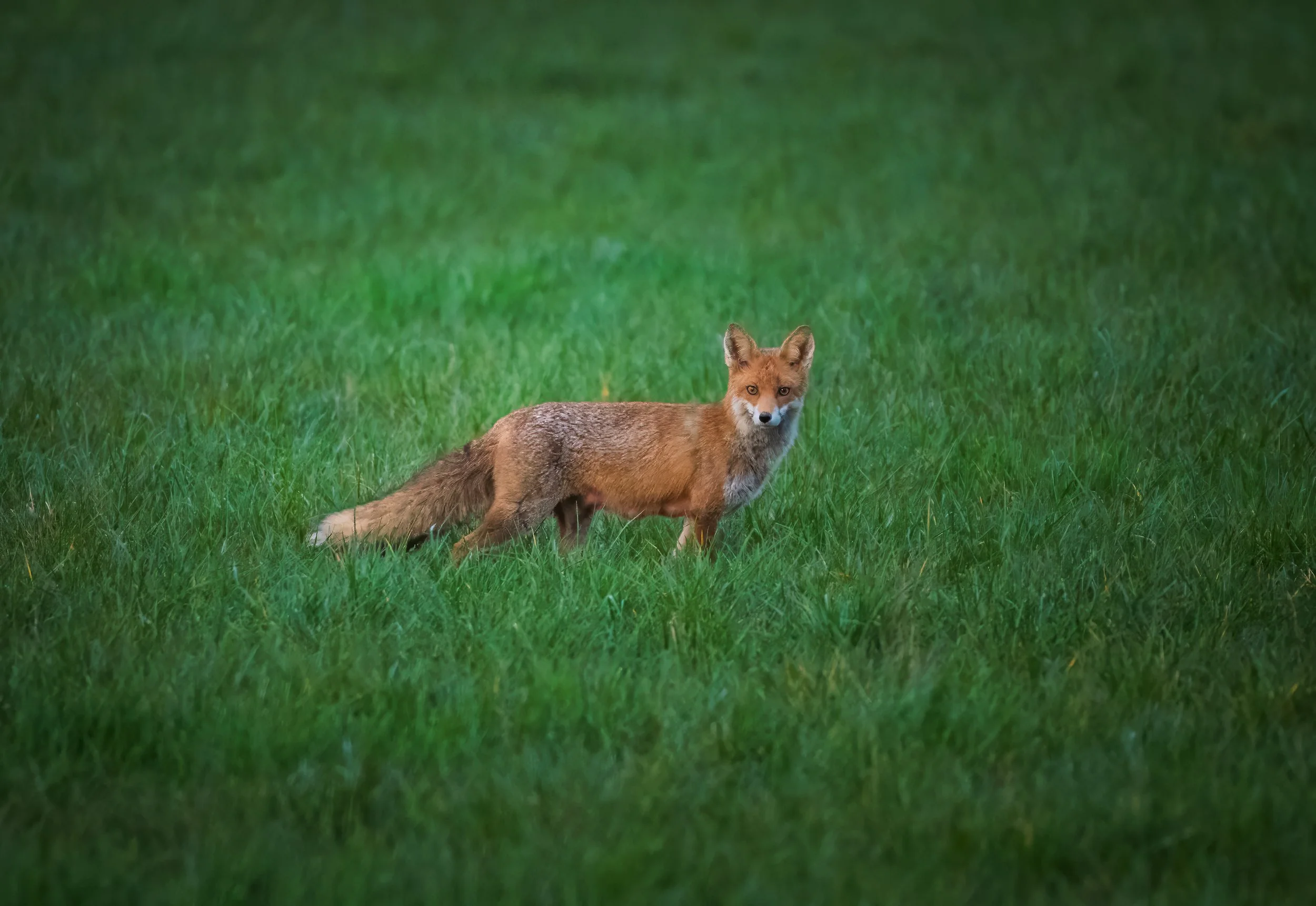 Fuchs_Koisdorf-4.jpg