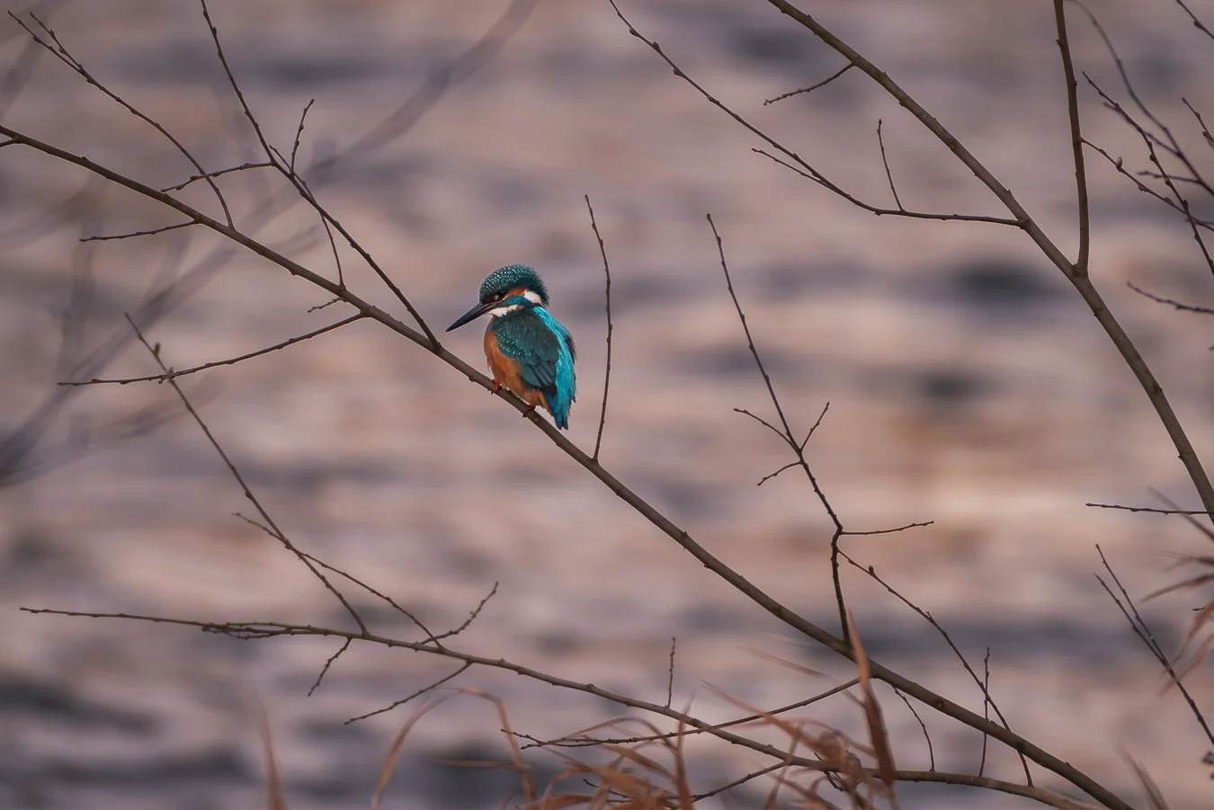 Eisvogel_Bad Neuenahr-2.jpg