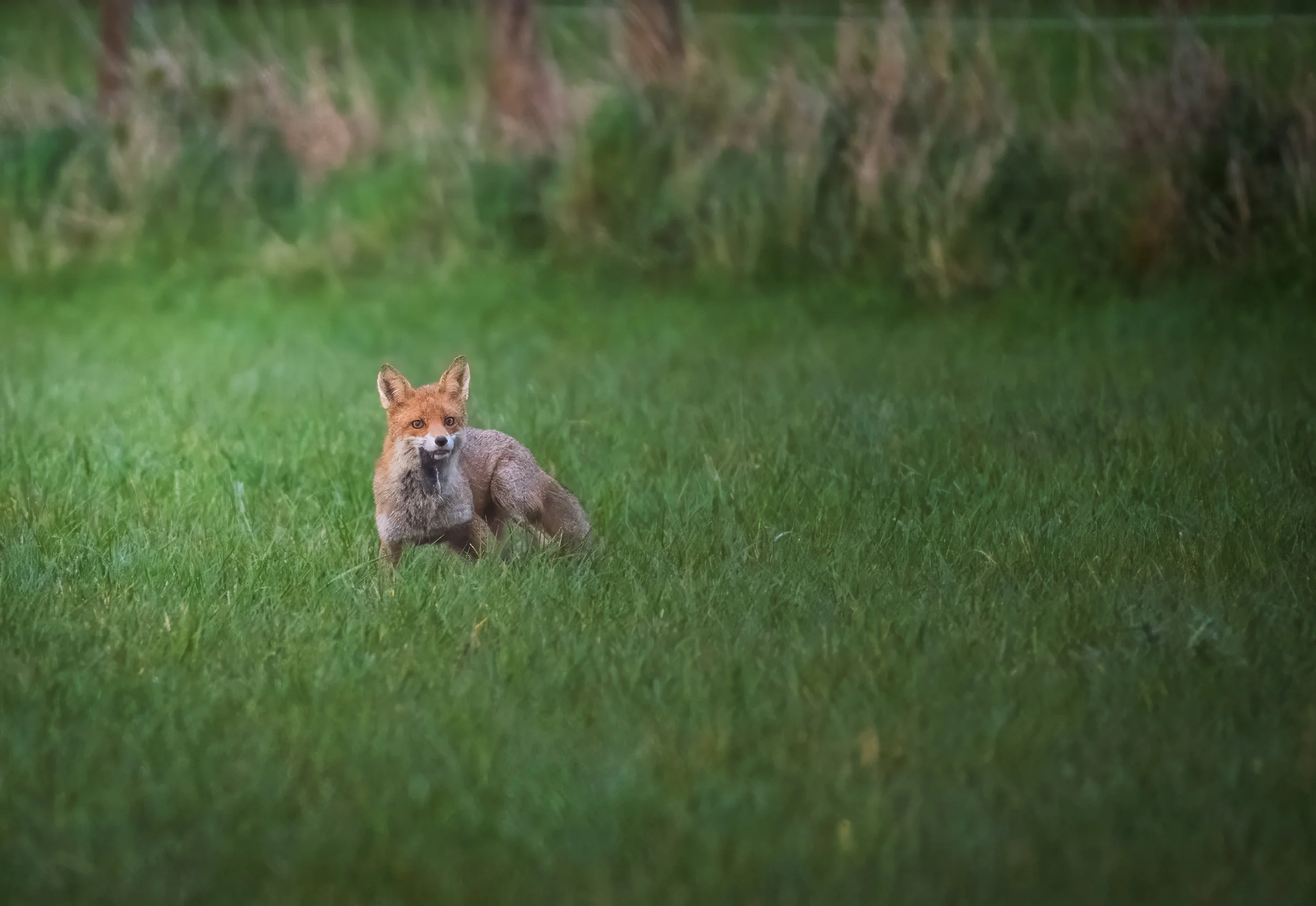 Fuchs_Koisdorf-11.jpg