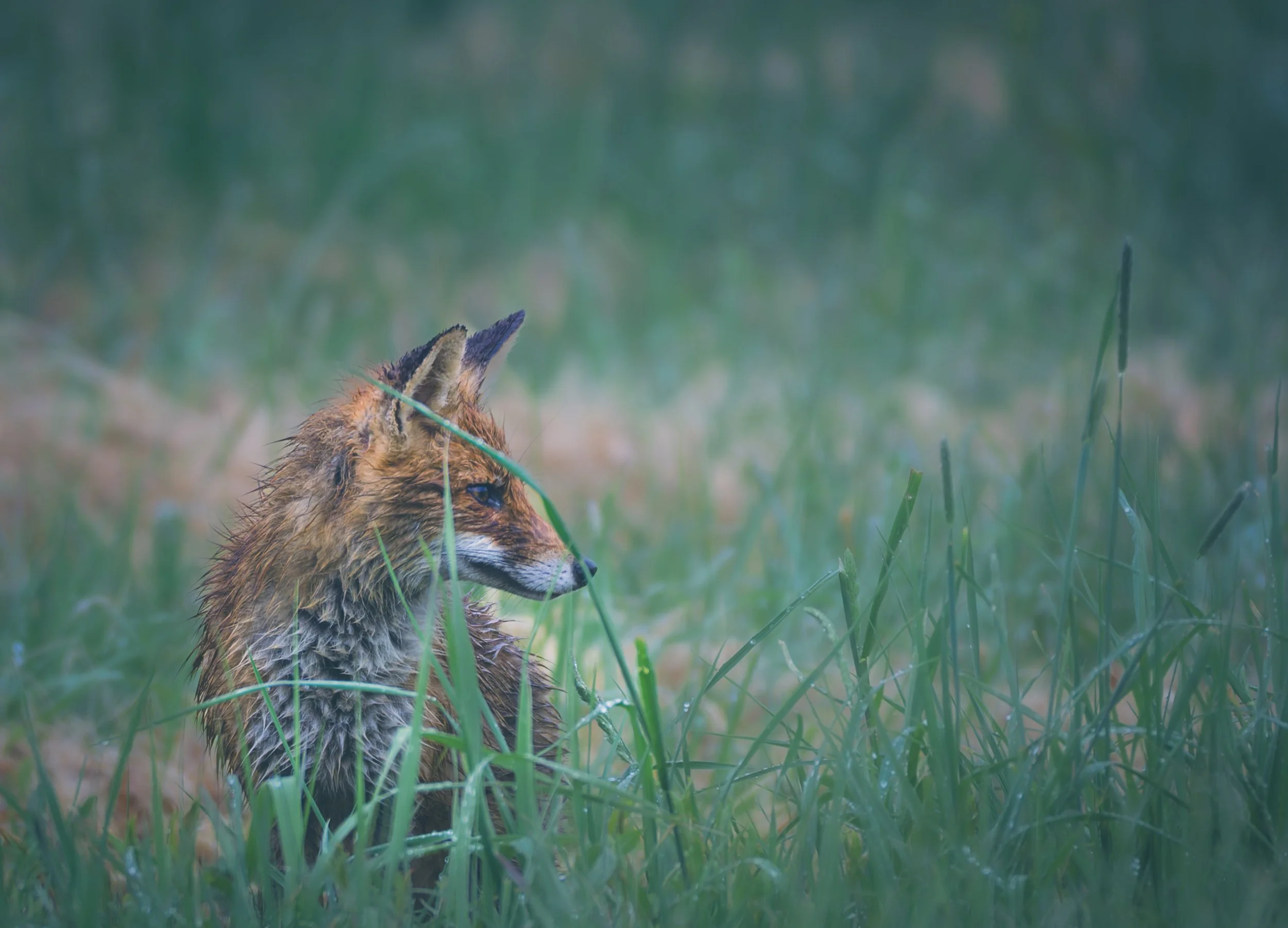 Fuchs_im_Regen-2.jpg