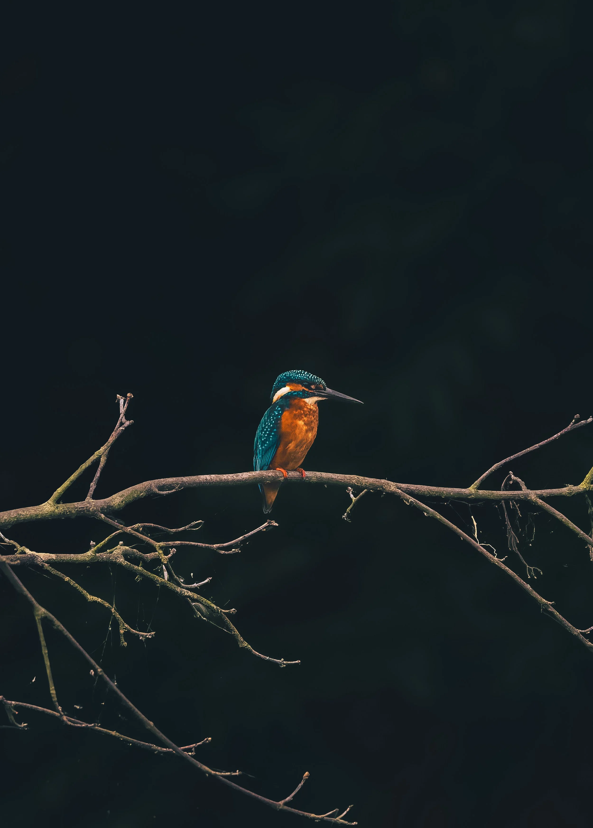 Eisvogel_Ahr02.jpg