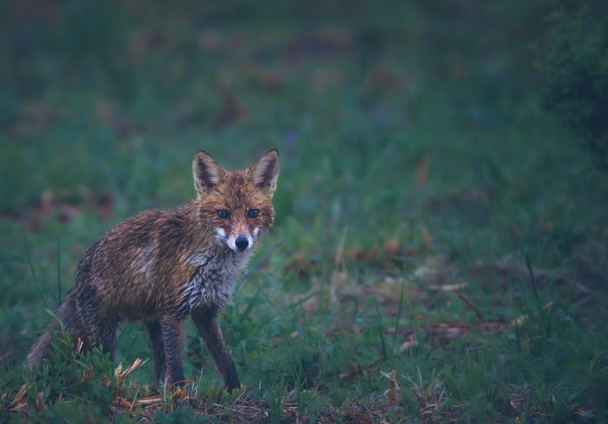 Fuchs_im_Regen-4.jpg