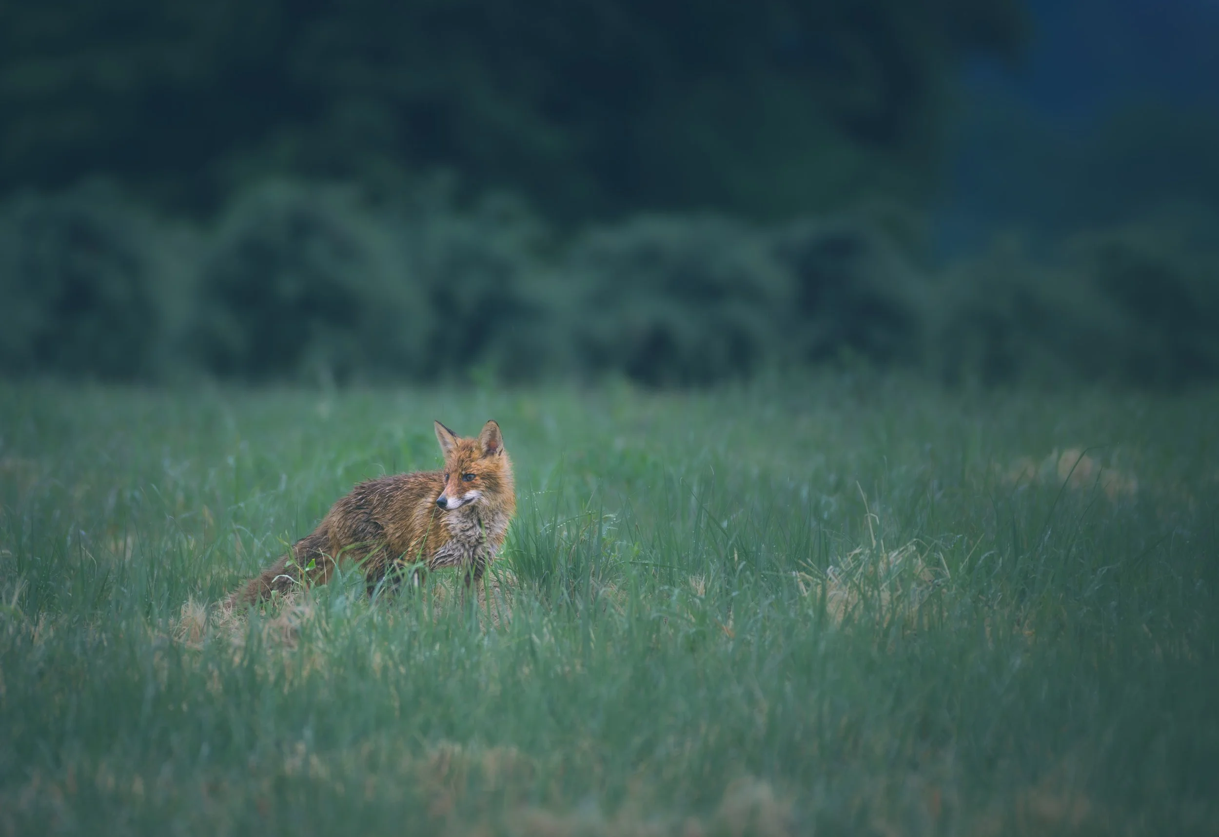 Fuchs_im_Regen.jpg