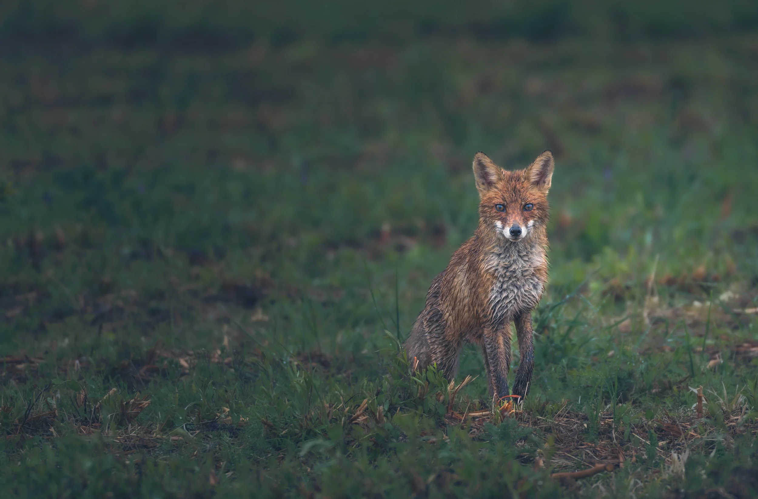 Fuchs_Fade_Blue.jpg