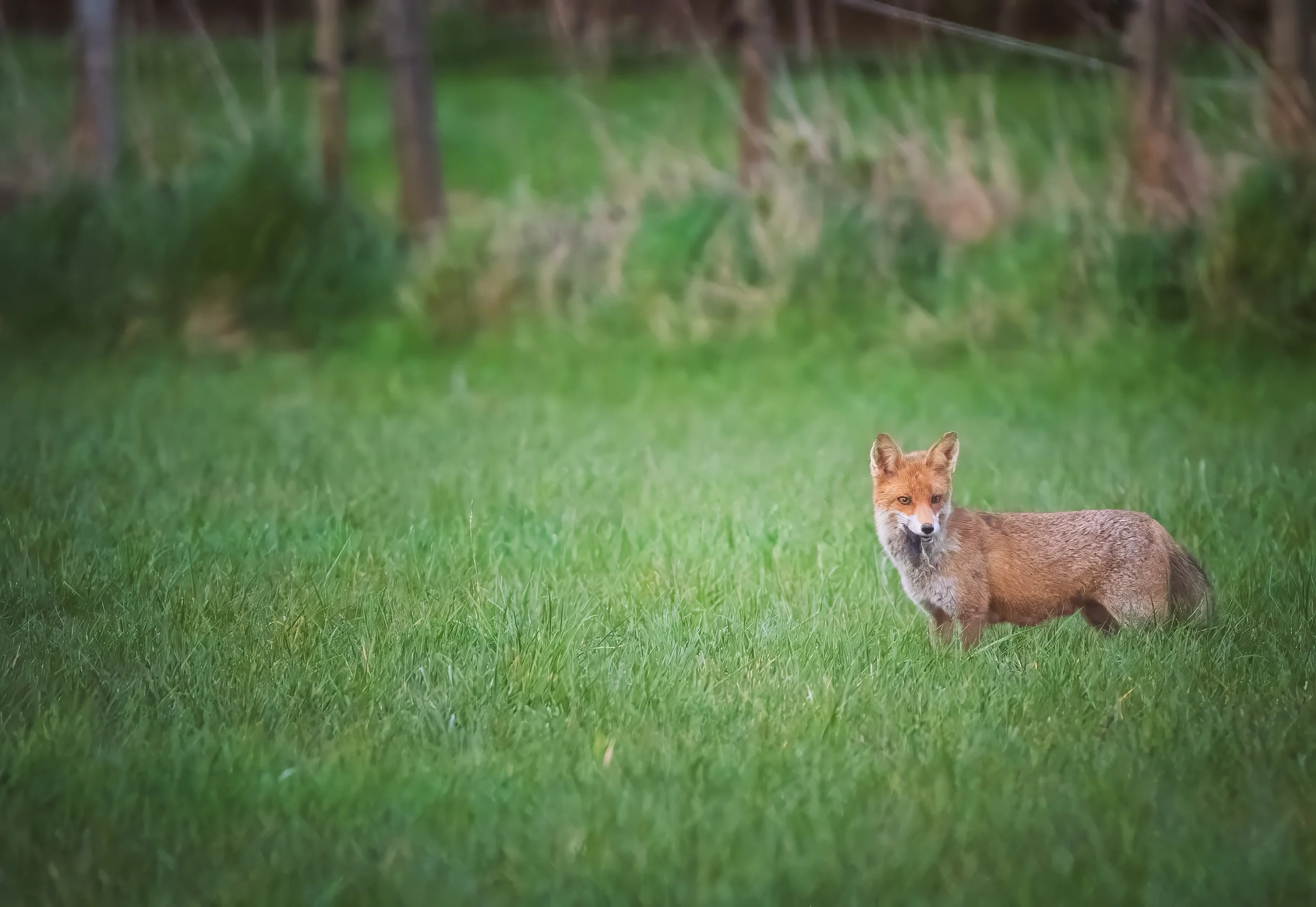 Fuchs_Koisdorf-9.jpg