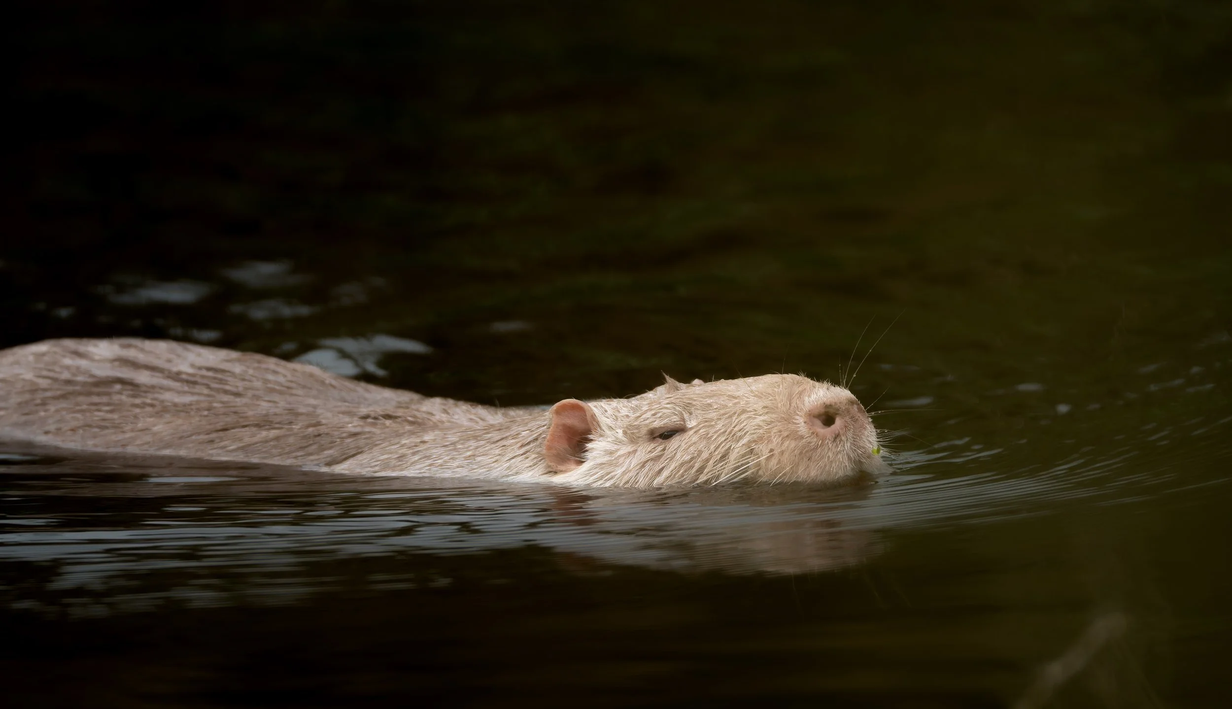 Nutria_Weiß_01.jpg