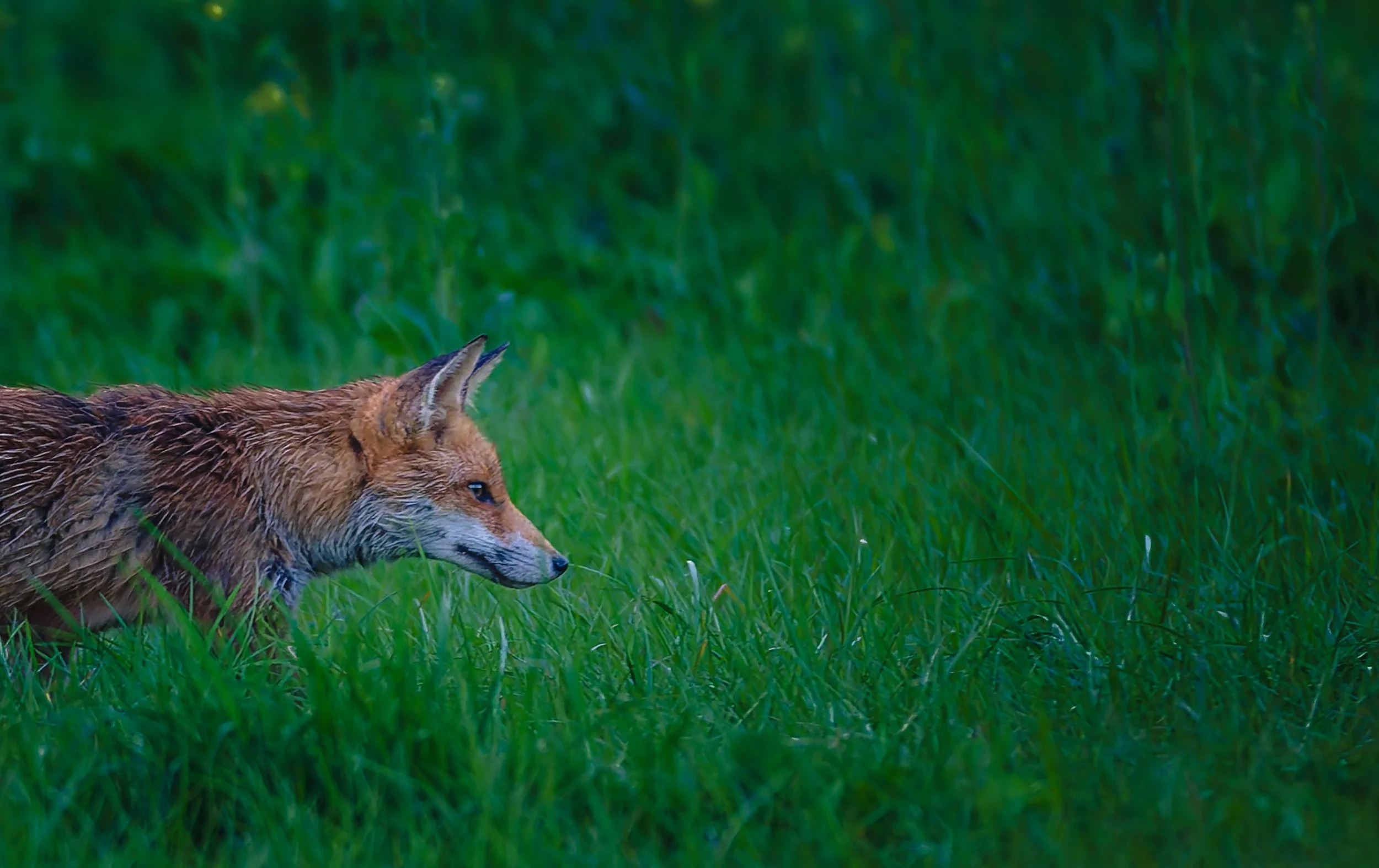 Fuchs_Nass_Koisdorf.jpg