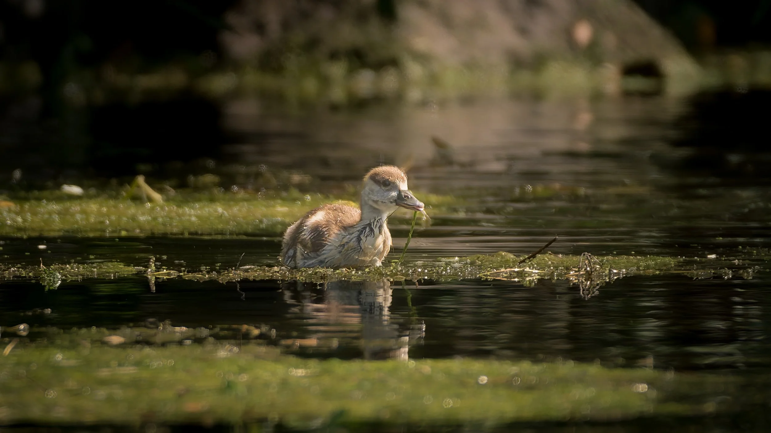 Baby_Nilgans.jpg