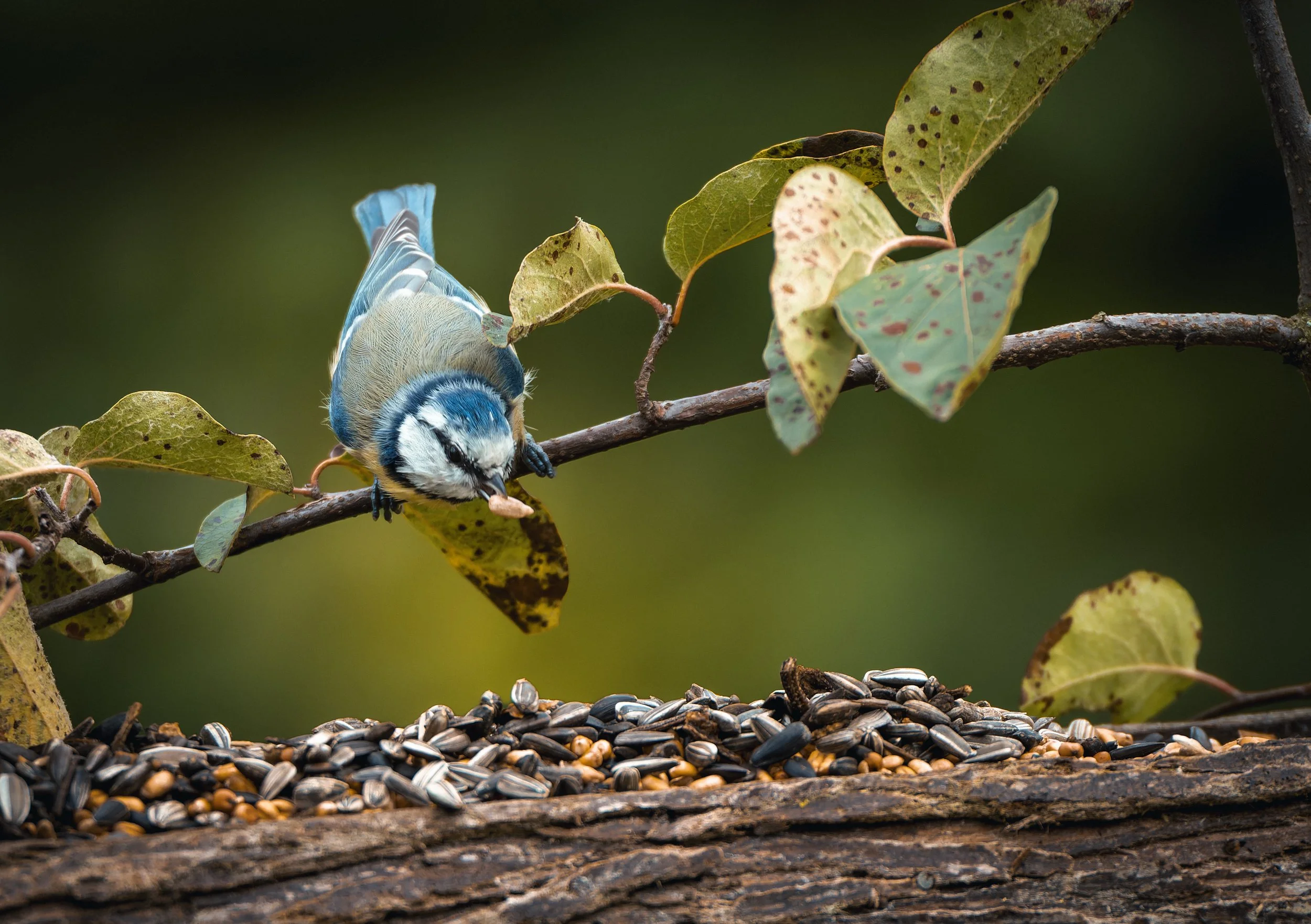 Blaumeisse_Garten-3.jpg