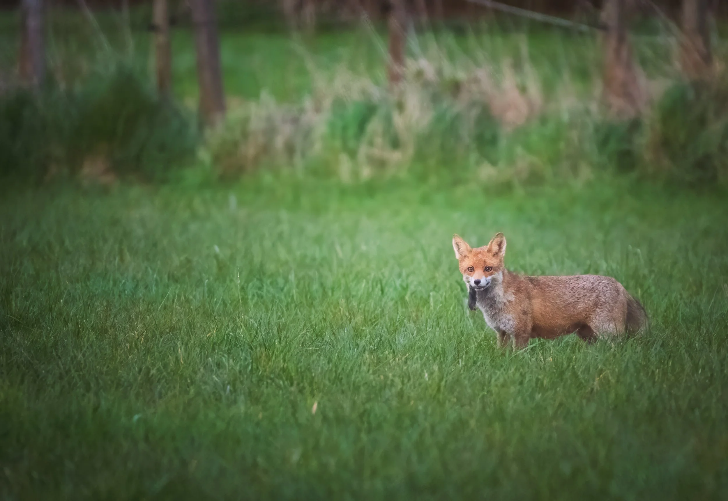 Fuchs_Koisdorf-10.jpg