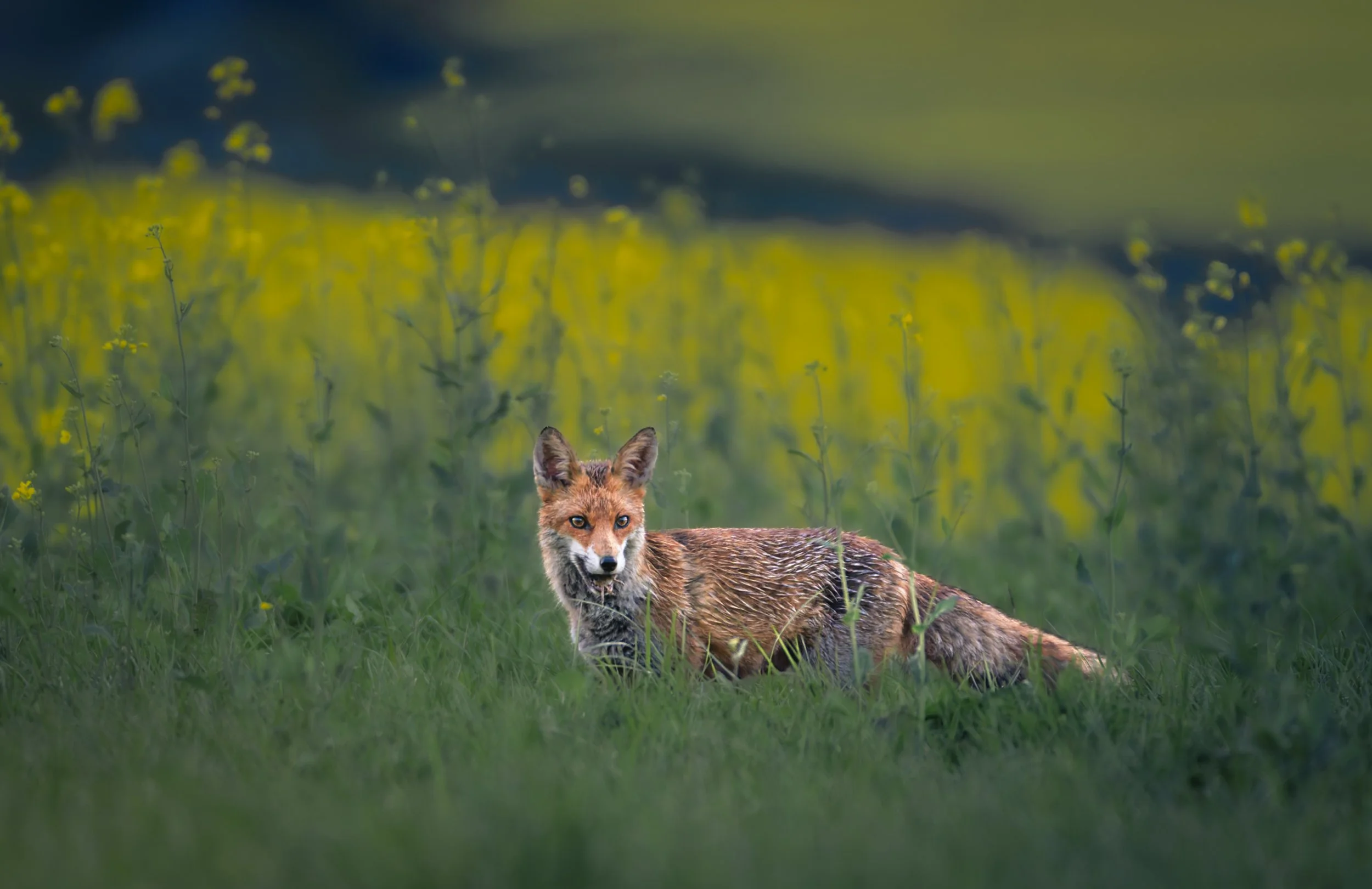 Fuchs_Koisdorf_01-3.jpg