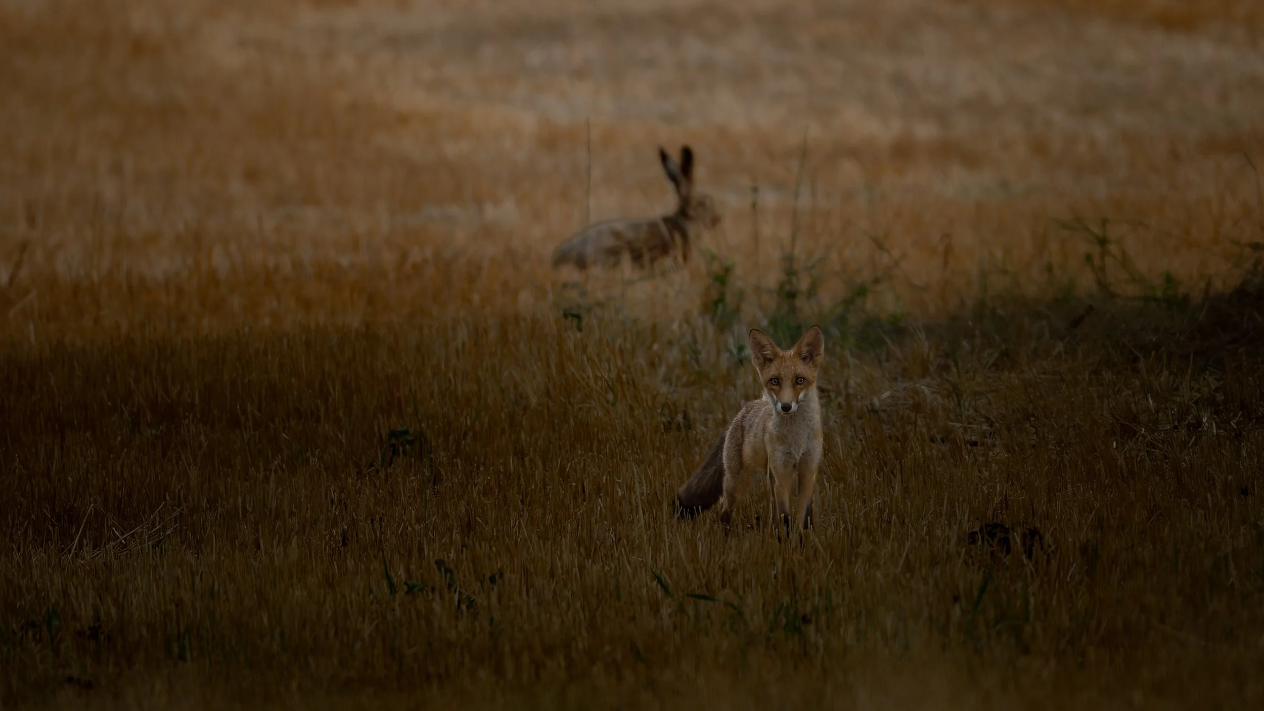 Fuchs und Hase.jpg