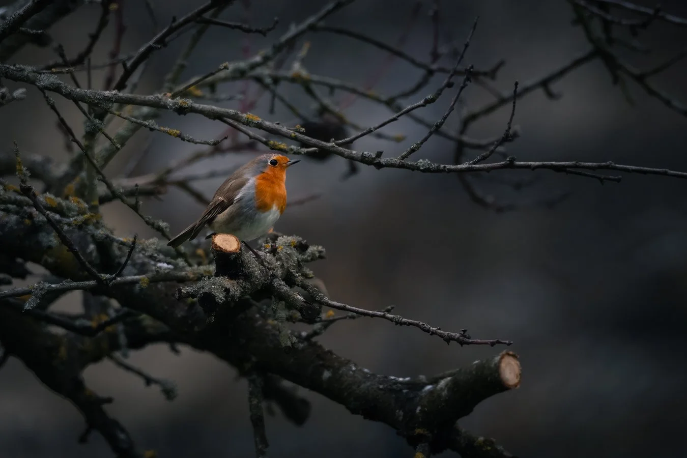 Rotkelchen_im_Baum.jpg