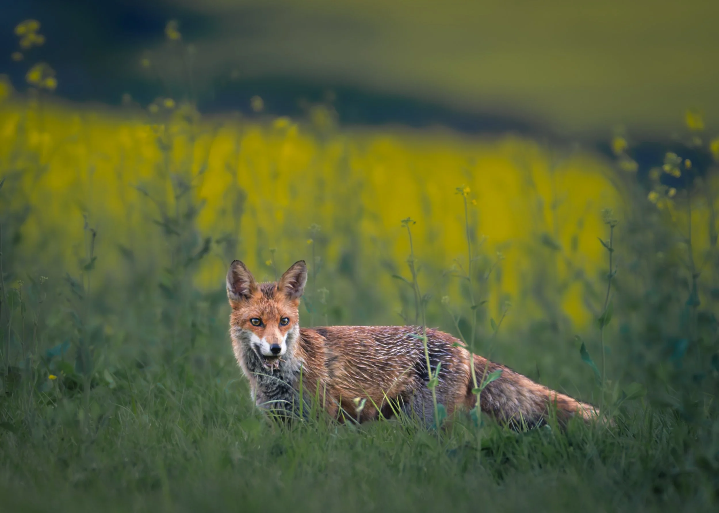 Fuchs_Koisdorf_01.jpg