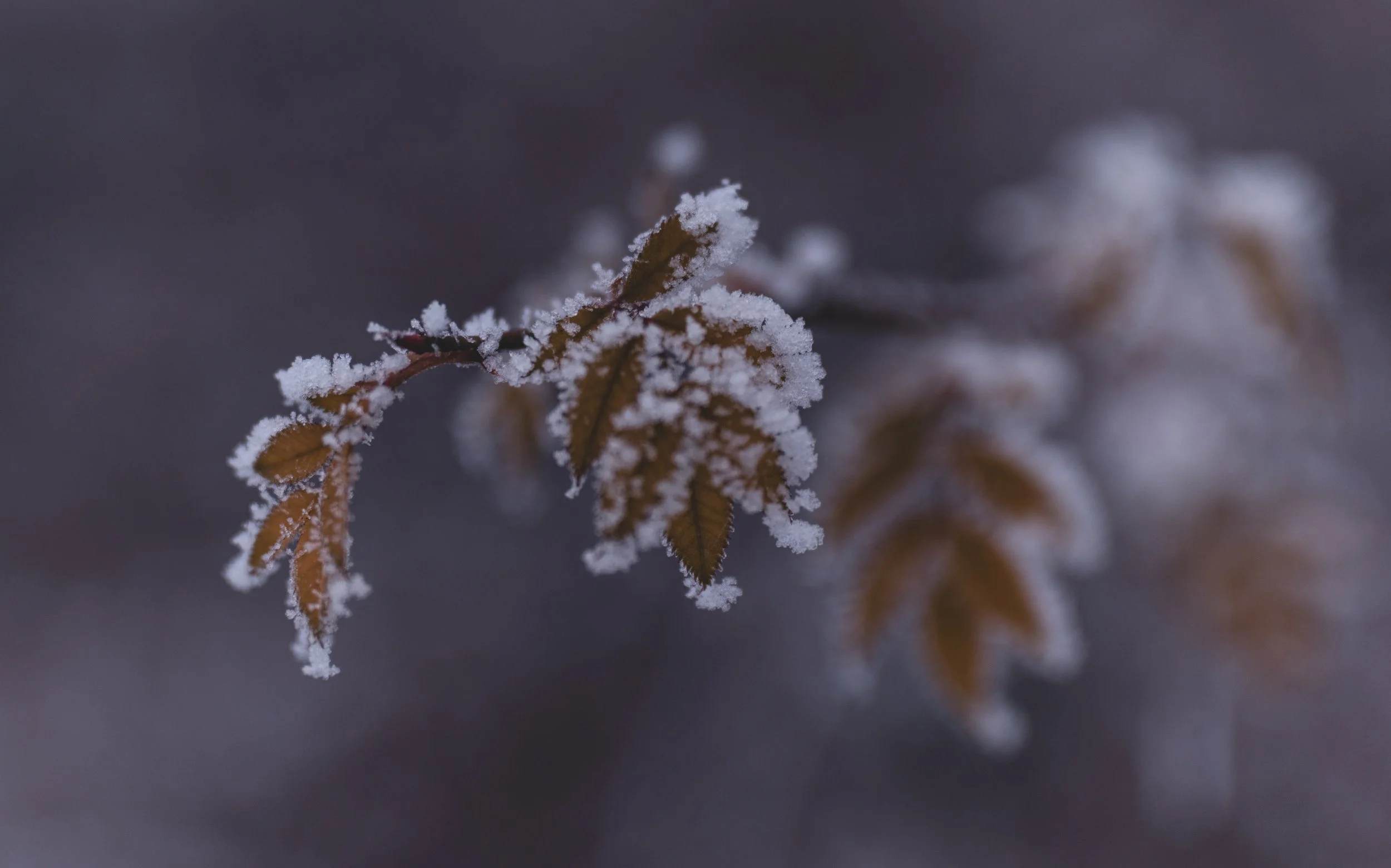 Winter Pflanze_Sinzig-4.jpeg