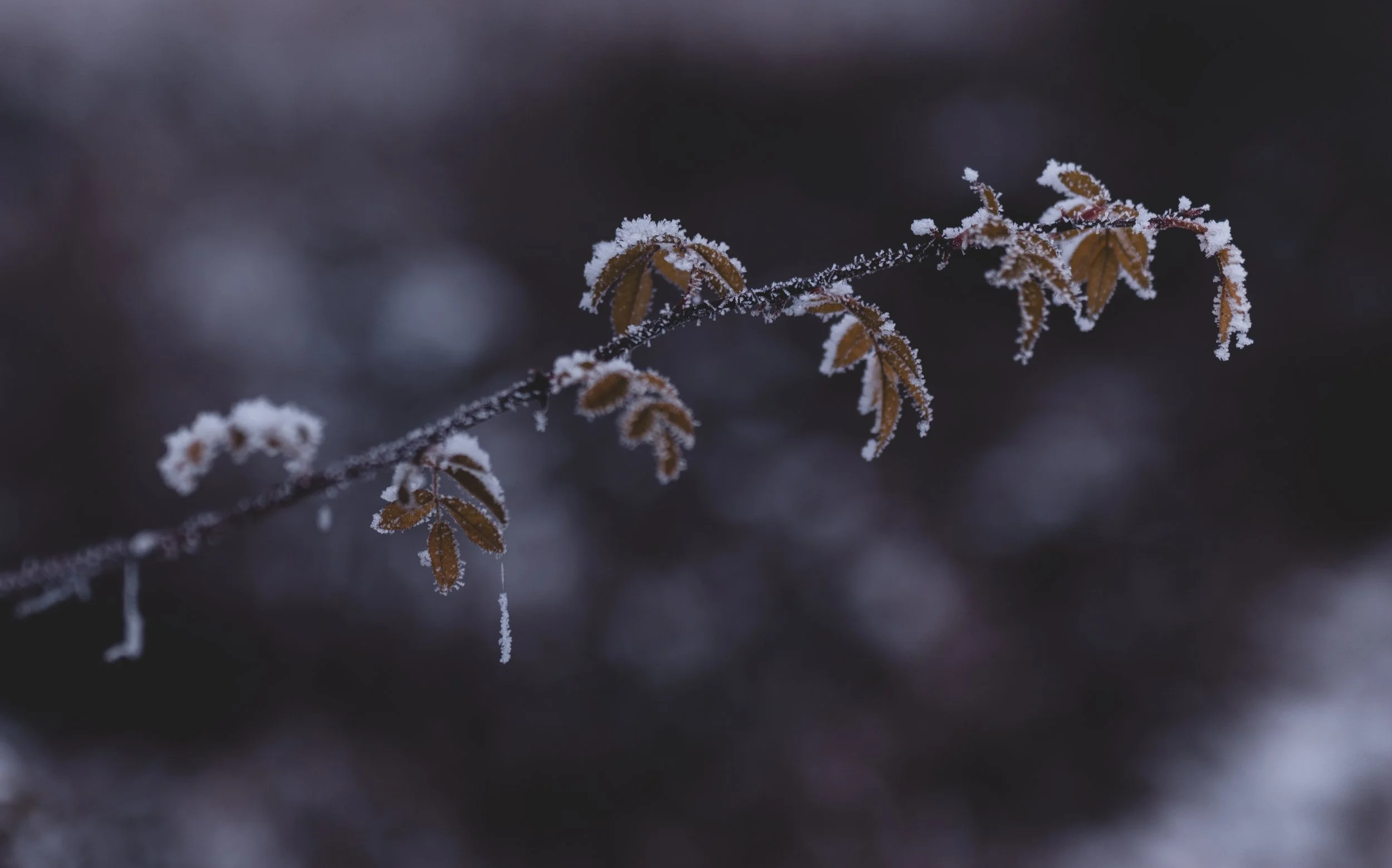 Winter Pflanze_Sinzig.jpeg