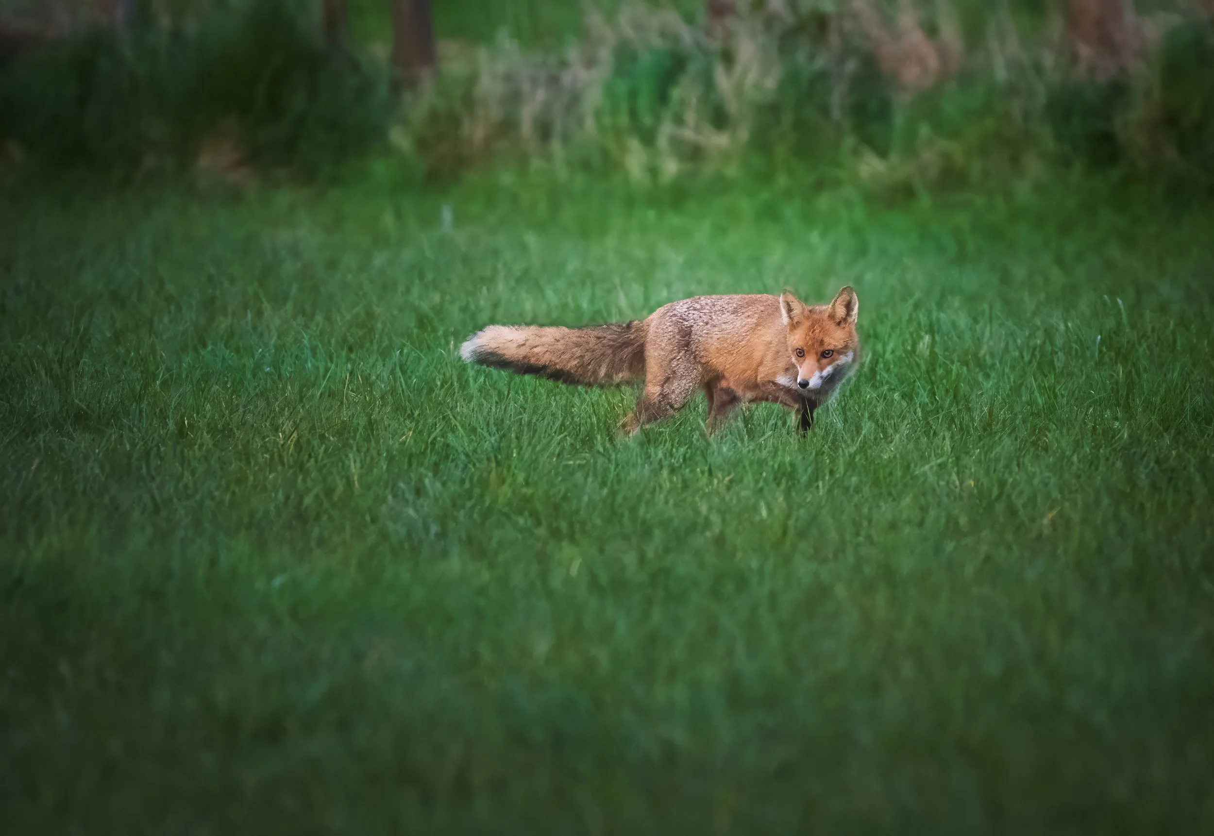 Fuchs_Koisdorf-5.jpg