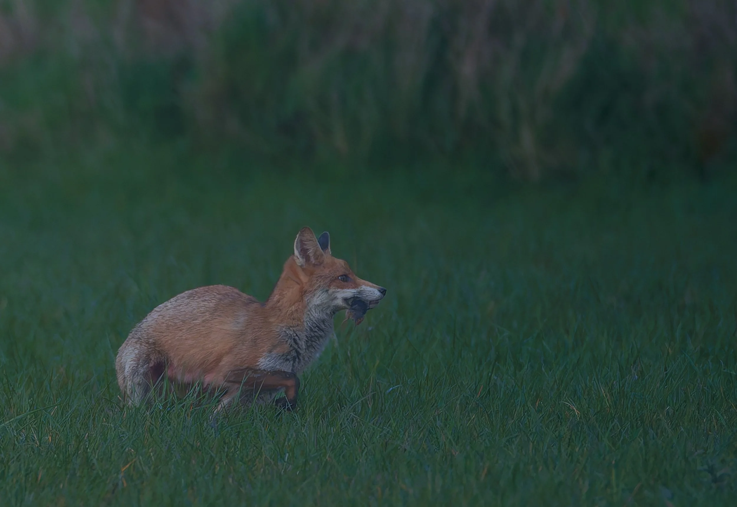 Fuchs_mitMaus.jpg