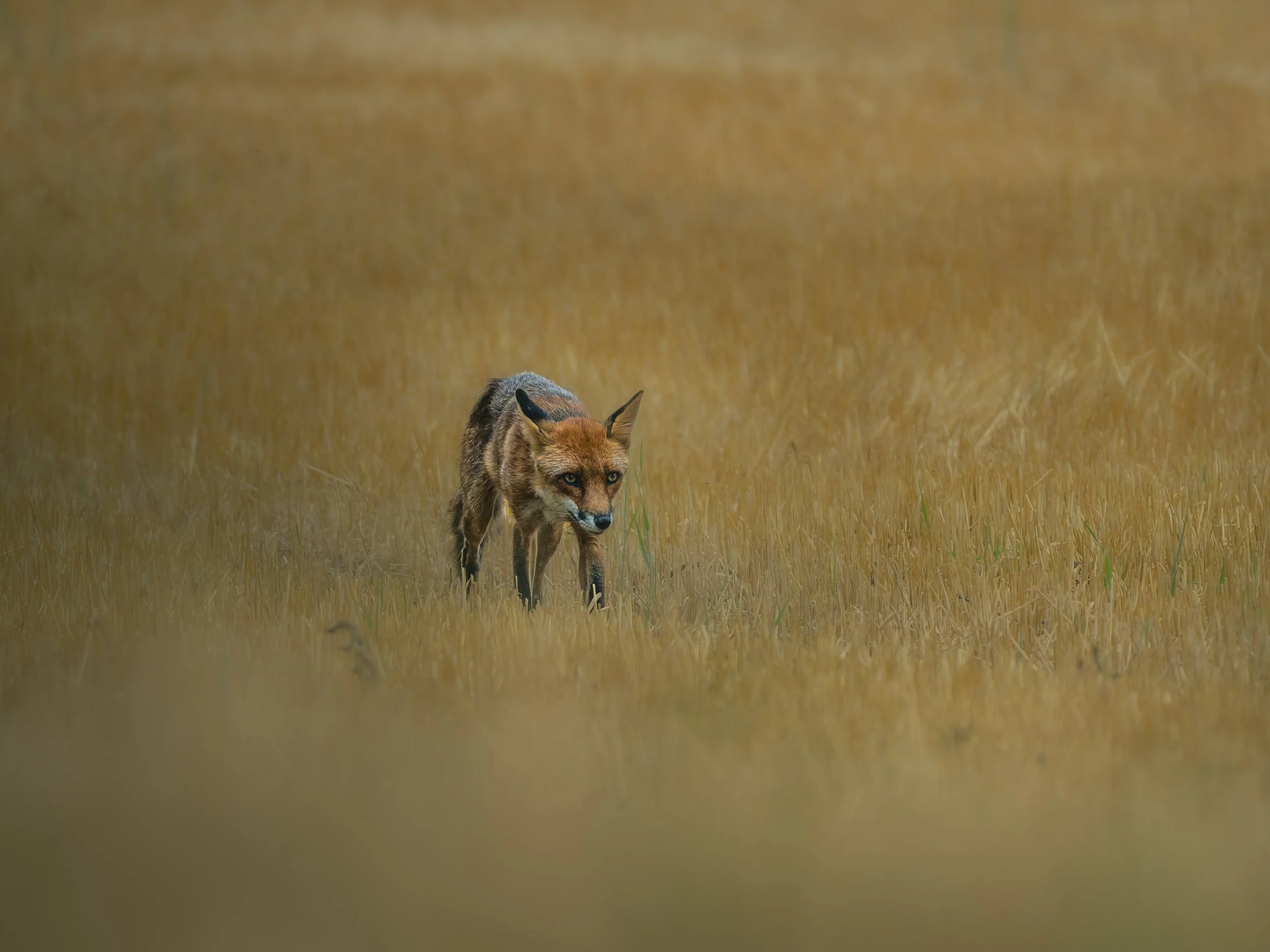 Fuchs_Kornfeld1.jpg