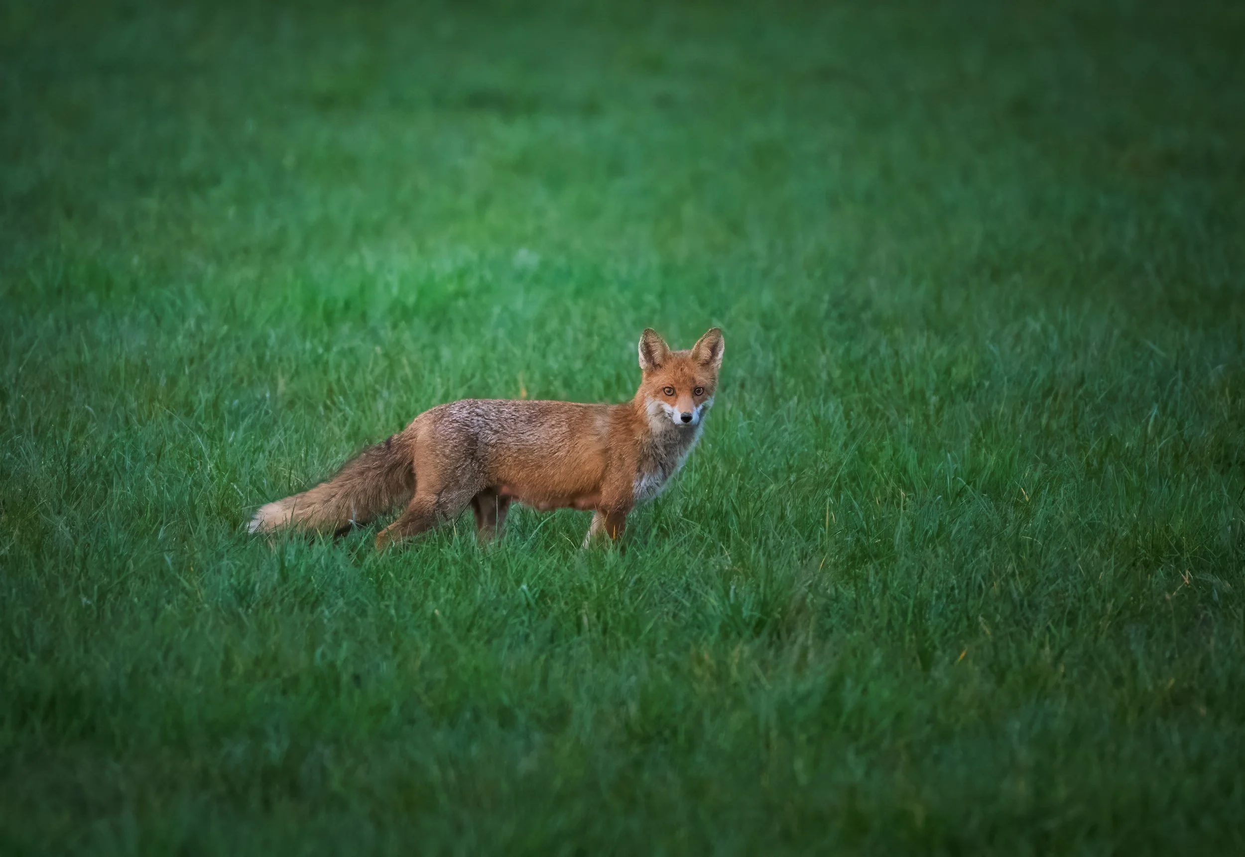 Fuchs_Koisdorf.jpg