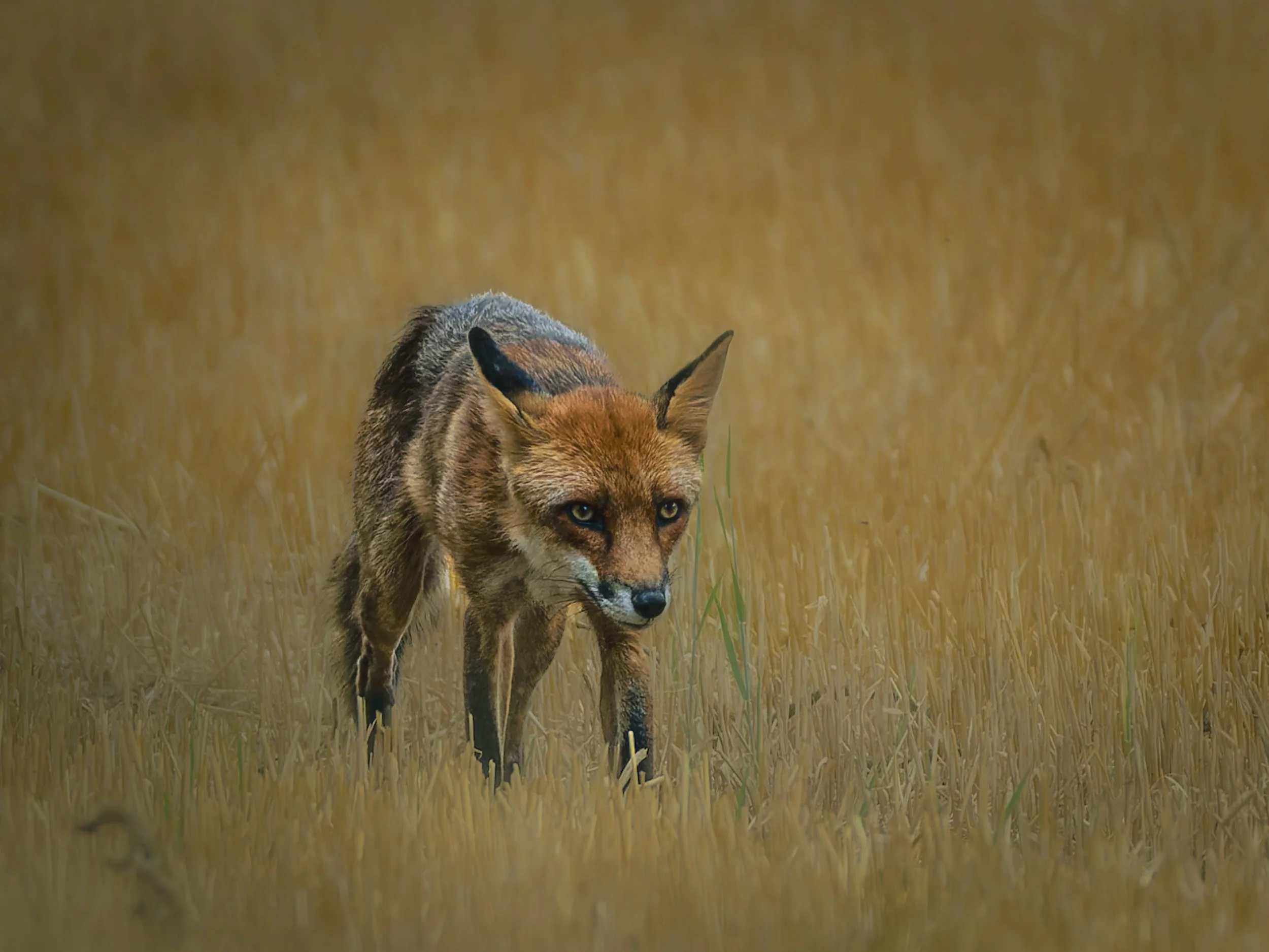Fuchs_Kornfeld2_Crop.jpg