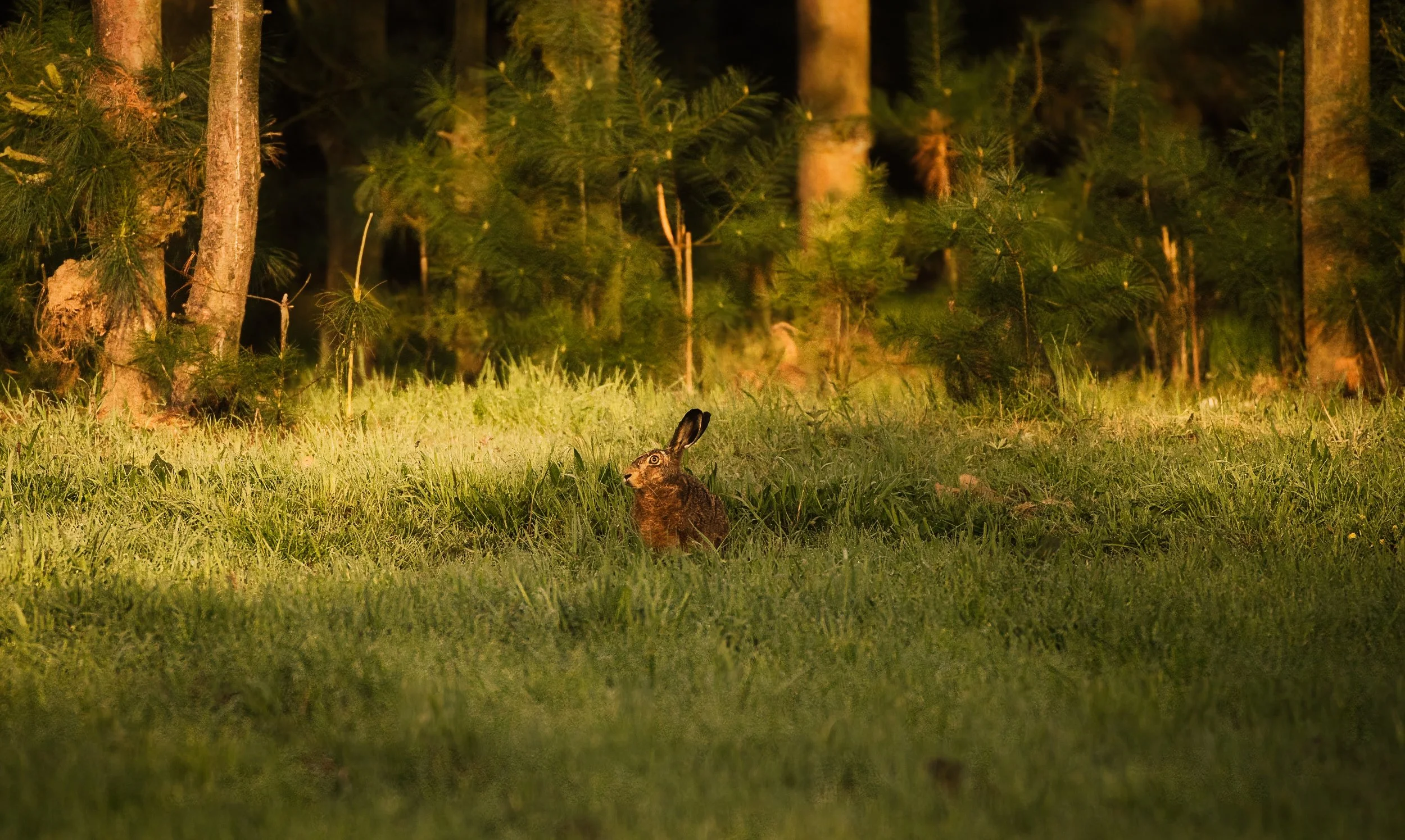 Hase.jpeg