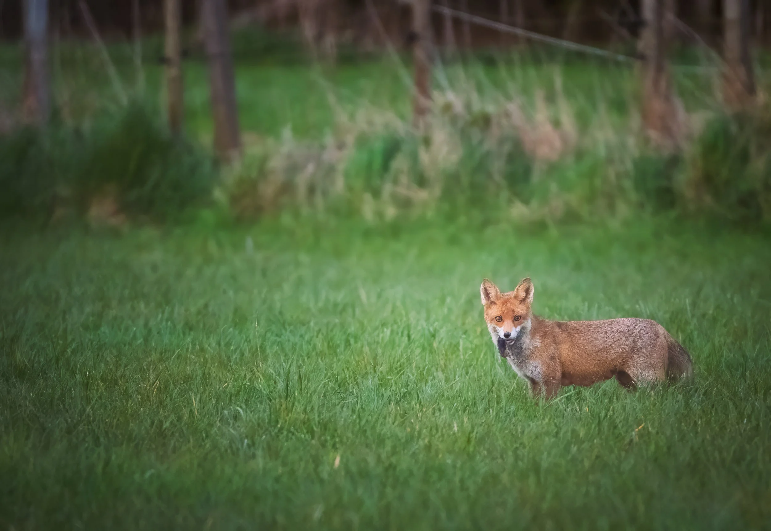 Fuchs_Koisdorf-8.jpg