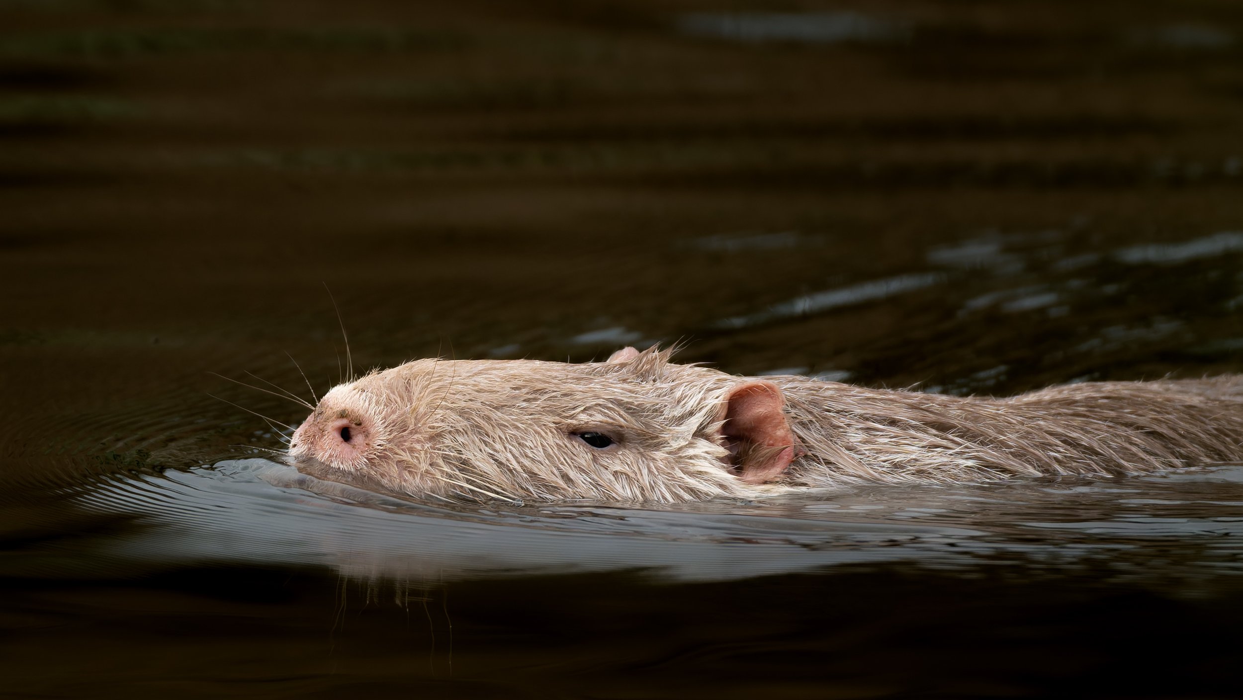 Nutria_Weiß_01-2.jpg