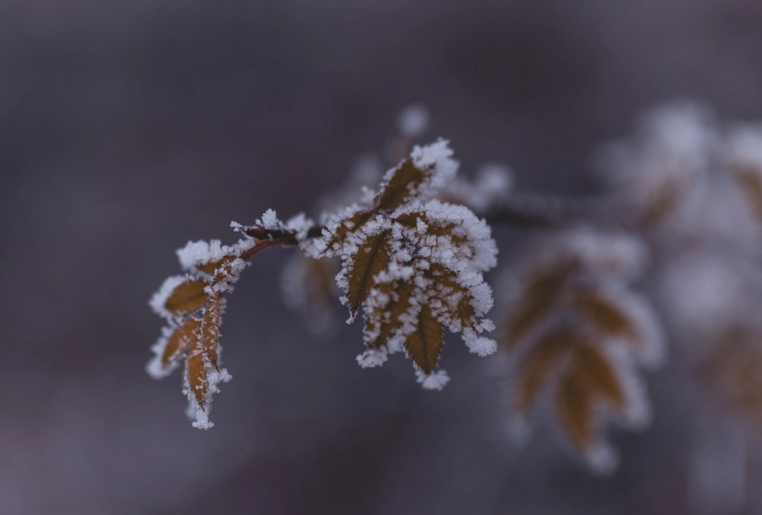 Winter Pflanze_Sinzig-3.jpeg