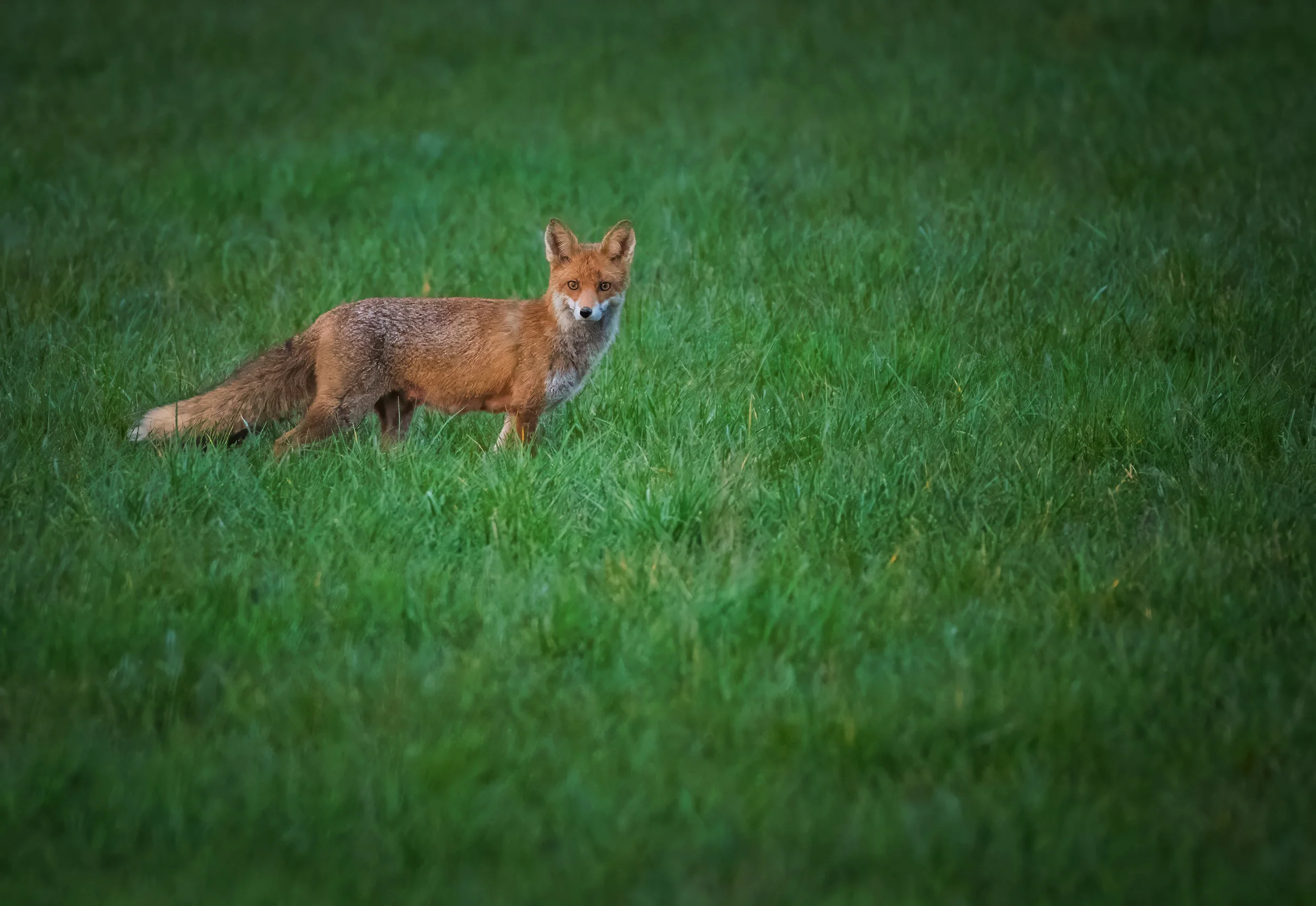 Fuchs_Koisdorf-3.jpg