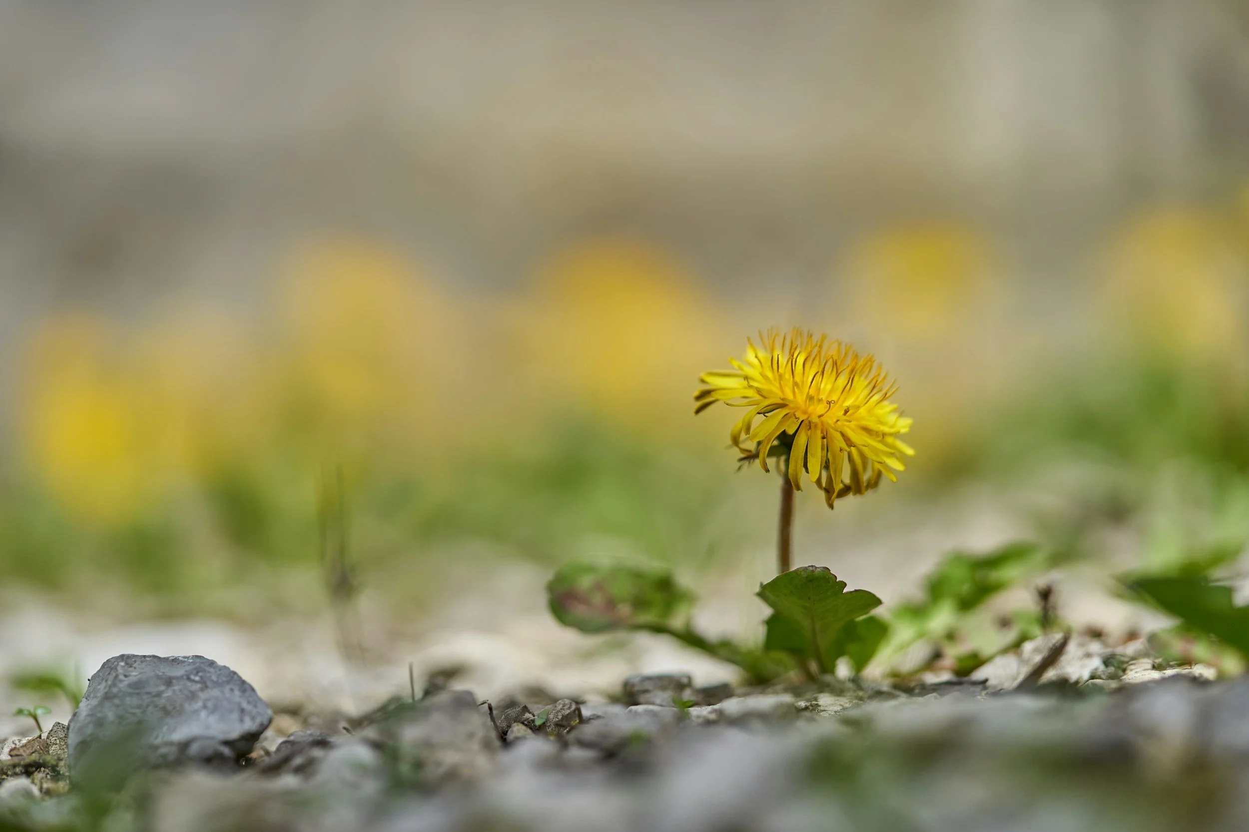 A yellow flower growing amidst rocks and green leaves on a gray ground, with a blurred natural background.