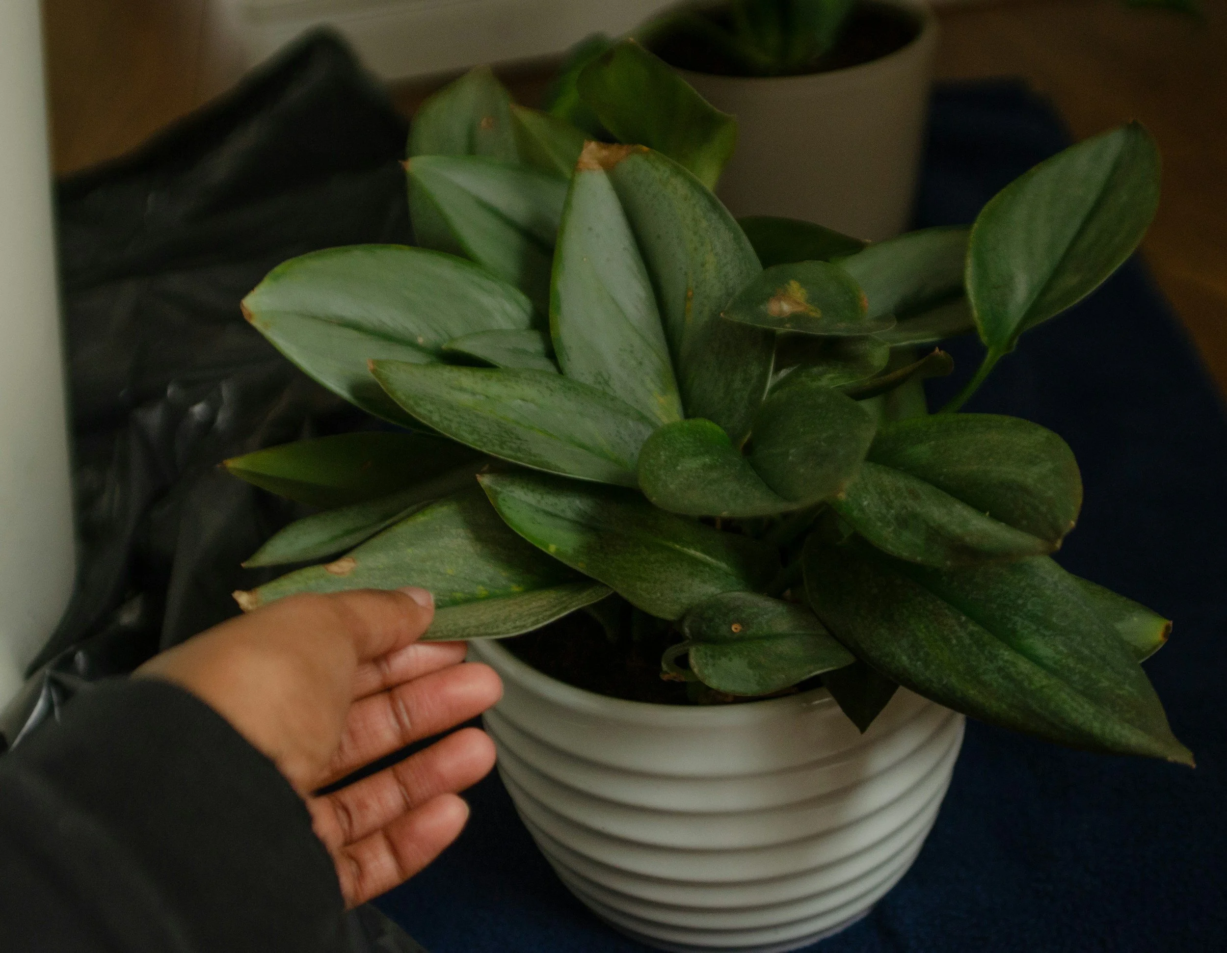 Close-up of a potted green plant with thick, oval-shaped leaves, held by a person's hand.